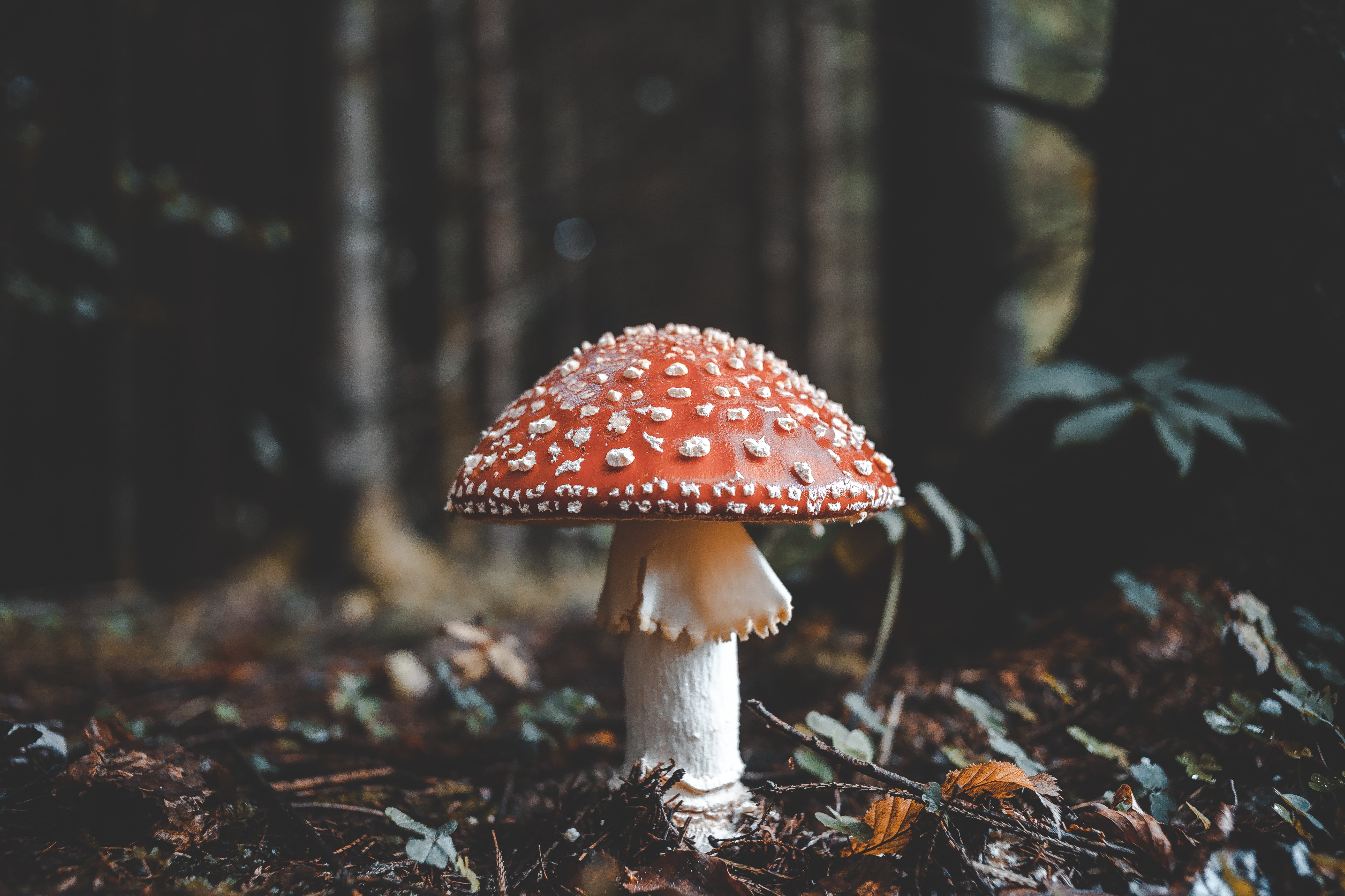 focus on foreground, edible mushroom, toadstool, moss, orange Agaric, foliage, micro Organism, land, growth, forest, green Color, field, stem, red, backgrounds, HD Wallpaper