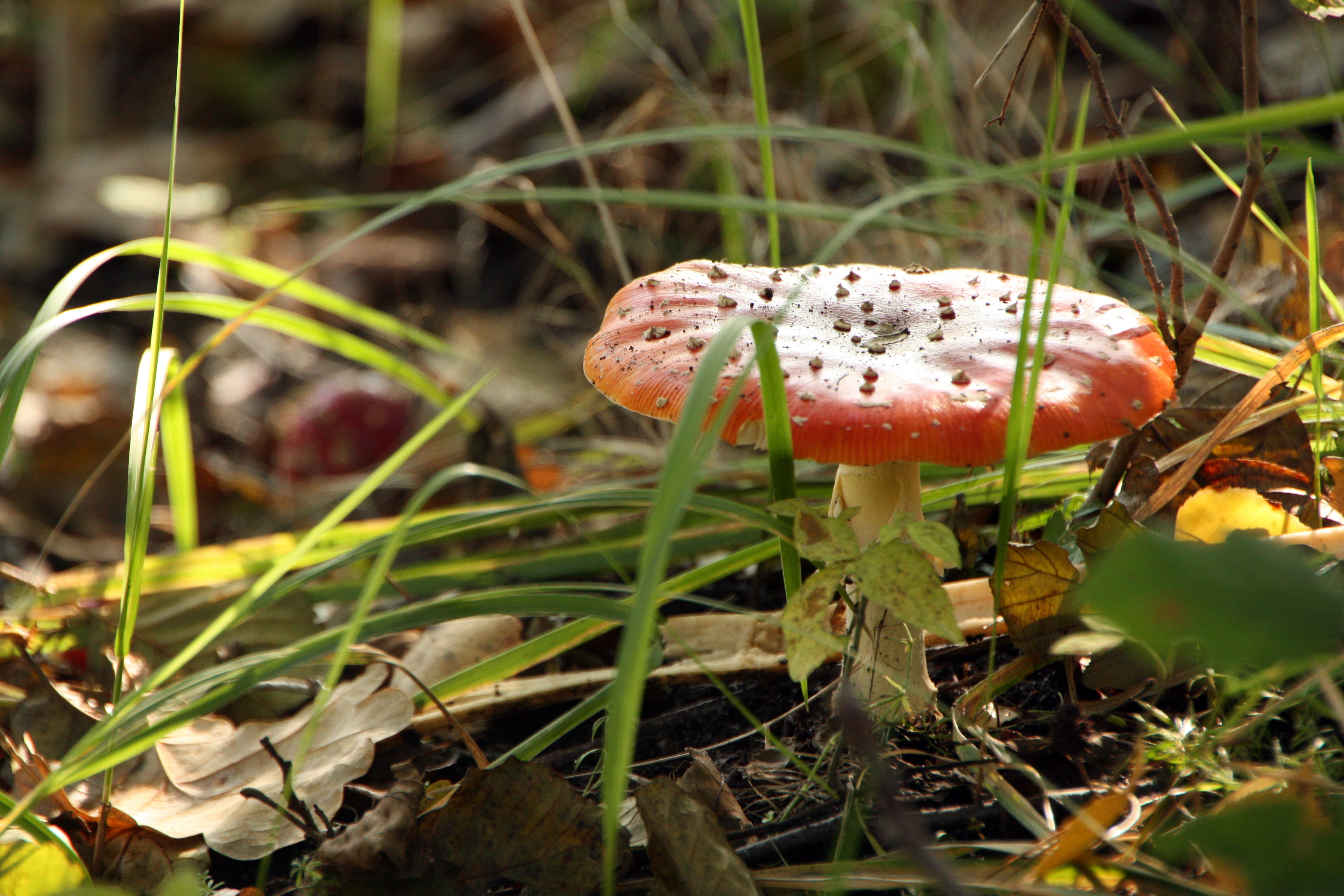 vulnerability, autumn, woodland, amanita Parcivolvata, growth, plant, mushroom, orange Agaric, cap, fragility, land, leaf, vegetable, close-up, 4K, organic, HD Wallpaper