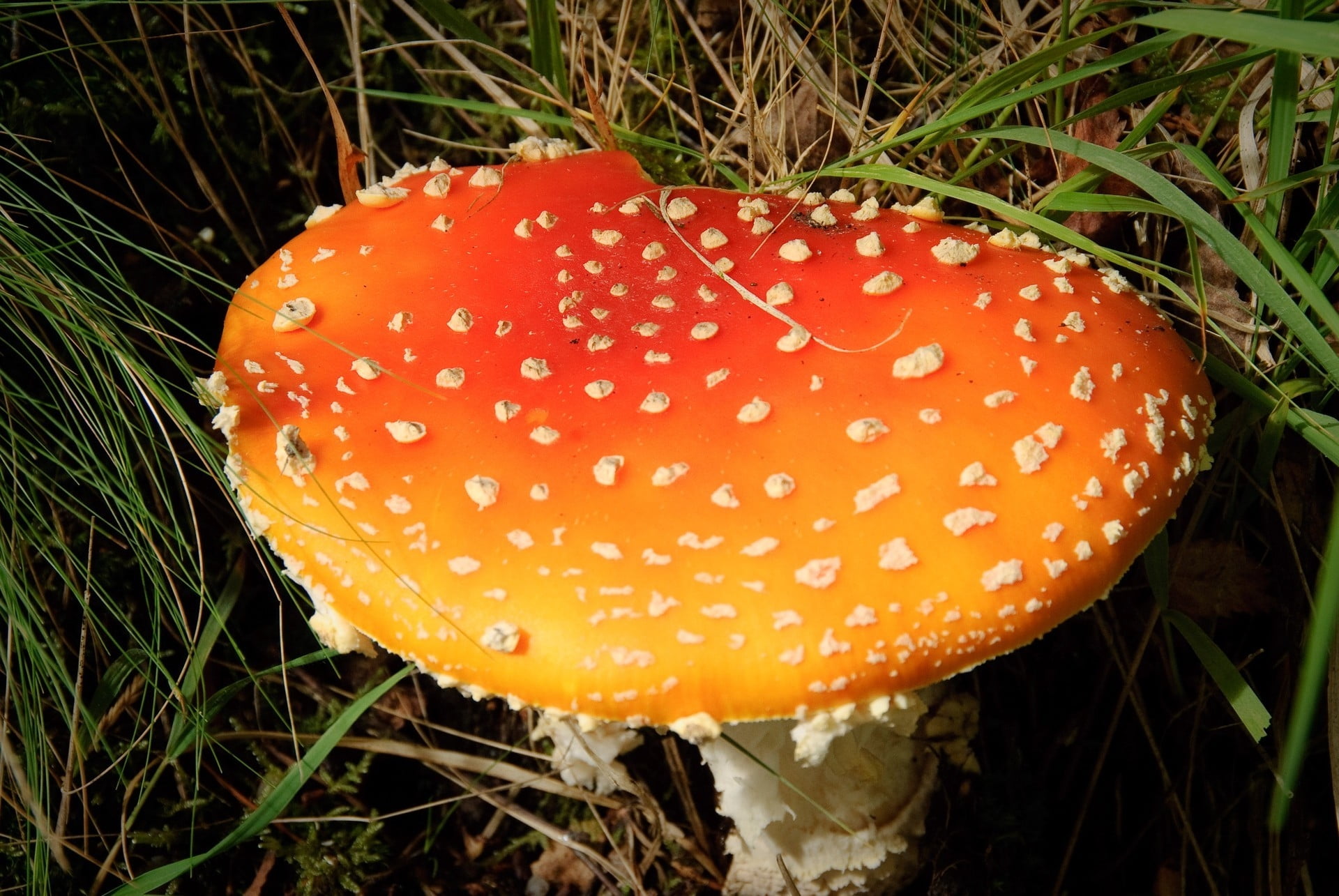 close-up, poisonous, specks, toxic Substance, grass, autumn, moss, vegetable, white, day, plant, nature, woodland, stem, spotted, red, fragility, outdoors, HD Wallpaper