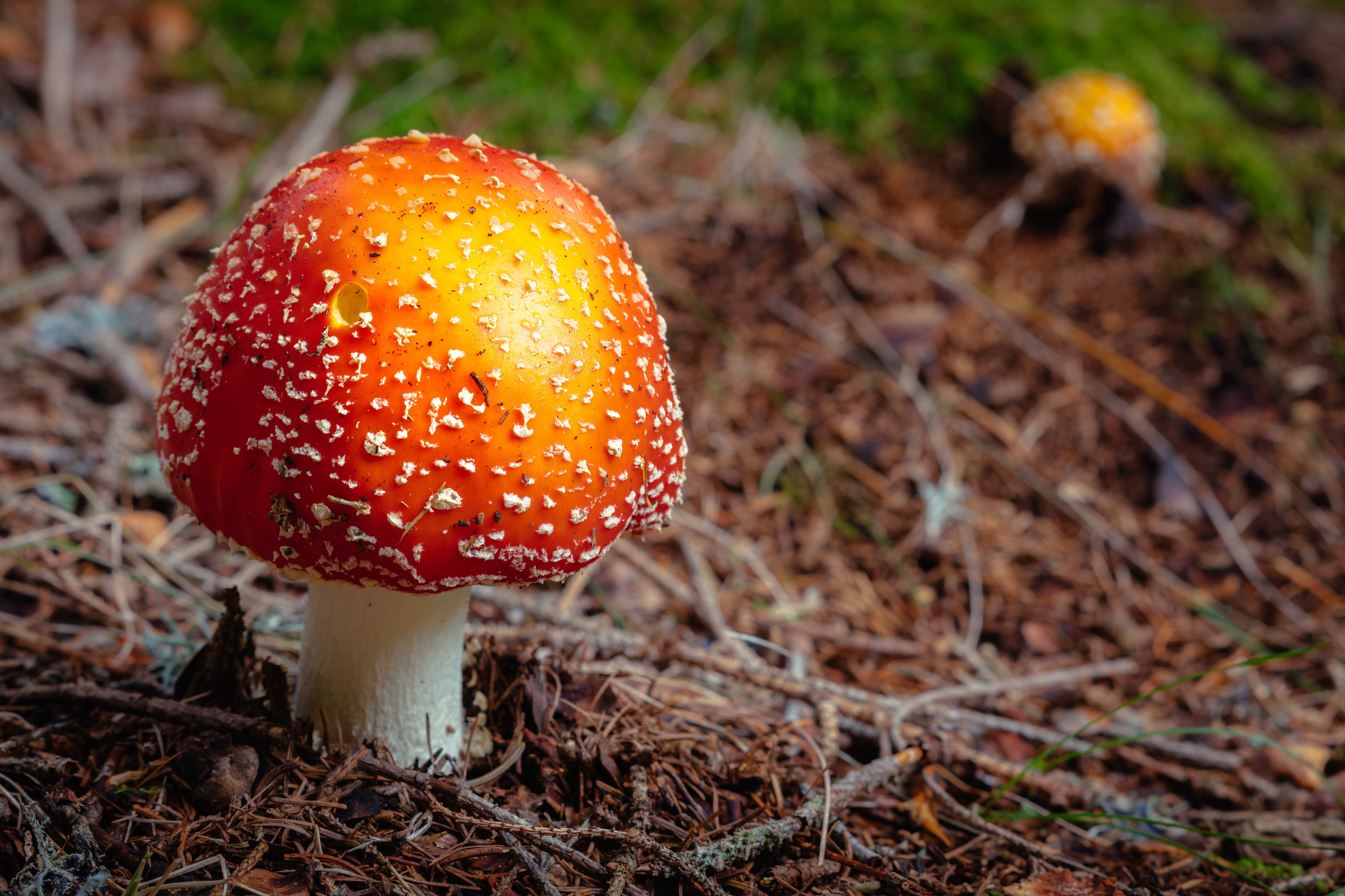 fungus, agaric, beauty In Nature, outdoors, autumn, foliage, growth, amanita Parcivolvata, poisonous, mushroom, white, plant, season, field, red, nature, HD Wallpaper