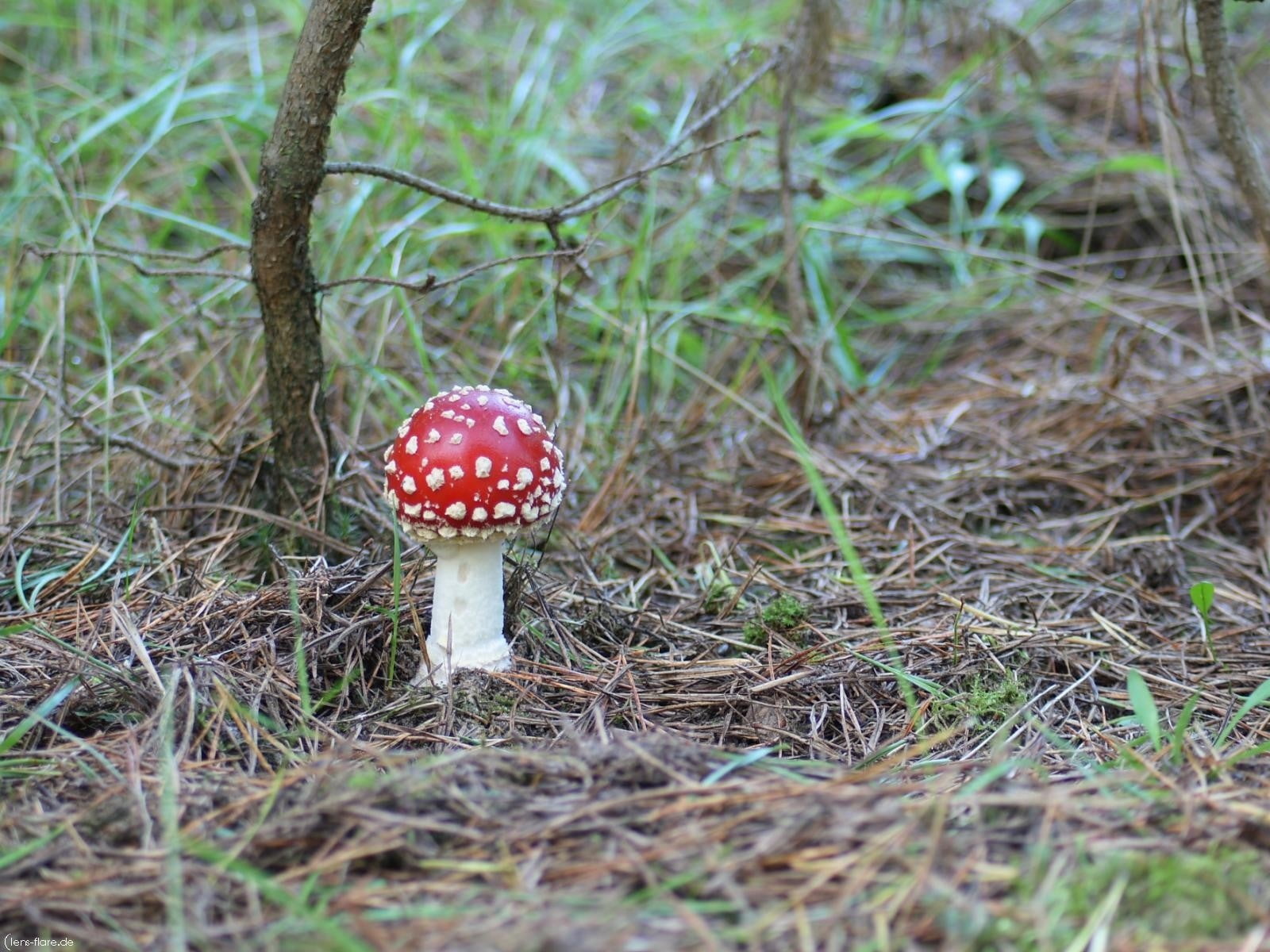 brown, food and drink, grass, land, prickles, season, poisonous, toadstool, orange Agaric, fungus, leaf, autumn, vegetable, red, close-up, selective focus, HD Wallpaper
