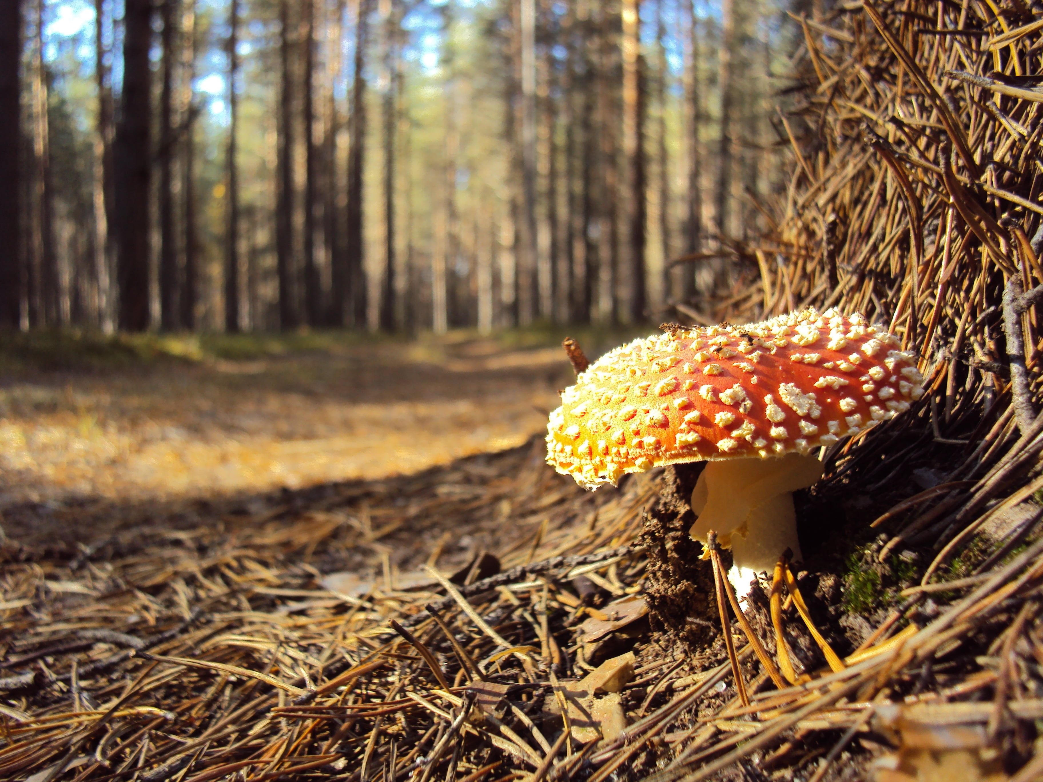 close-up, vegetable, no people, fungus, spotted, cap, nature, toadstool, growth, beauty In Nature, day, macro, field, autumn, pine tree, micro Organism, HD Wallpaper