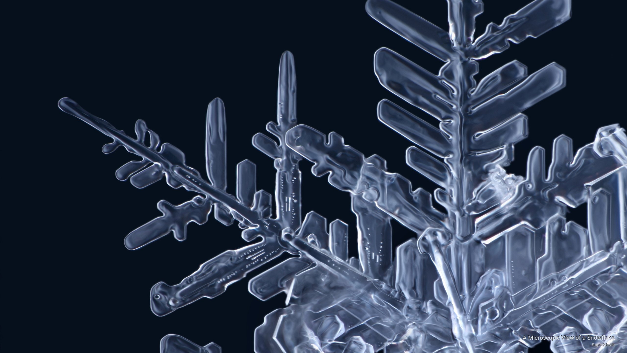 Winter, view, snowflake, 2K, microscopic, HD Wallpaper