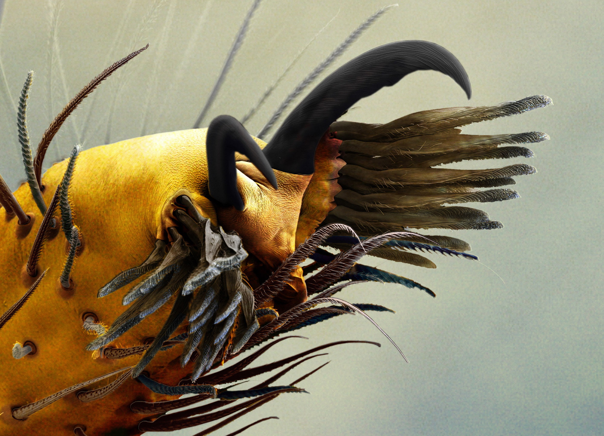 claws, hair, insect, yellow, depth of field, macro, nature, 1080P, legs, microscopic, HD Wallpaper