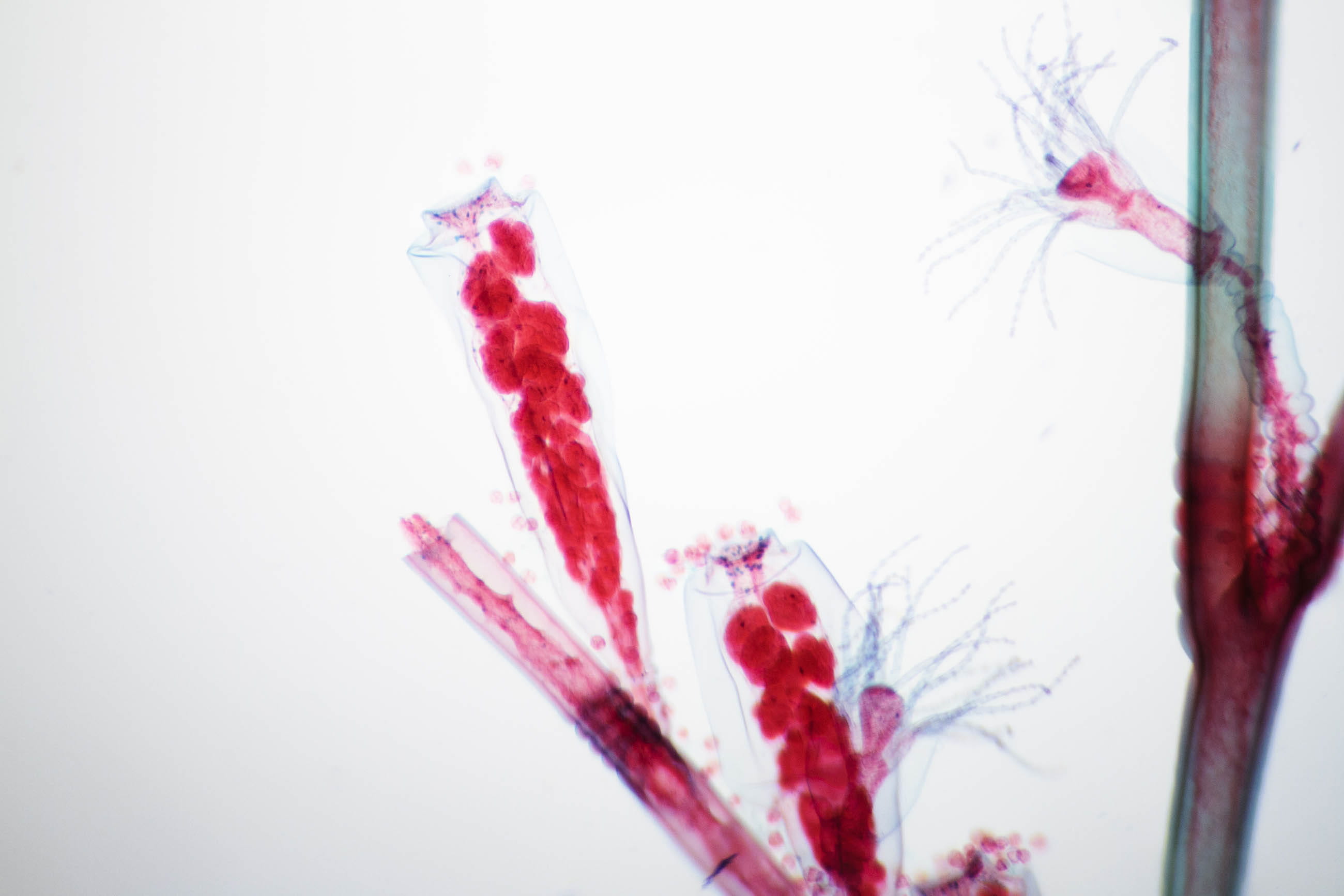 microscope, cavity, gastrovascular, obelia, spooky, 2K, asexually, red, hydrozoa, close-up, fixed, blood, zoology, water, slide, plant, hydroid, freshwater, HD Wallpaper