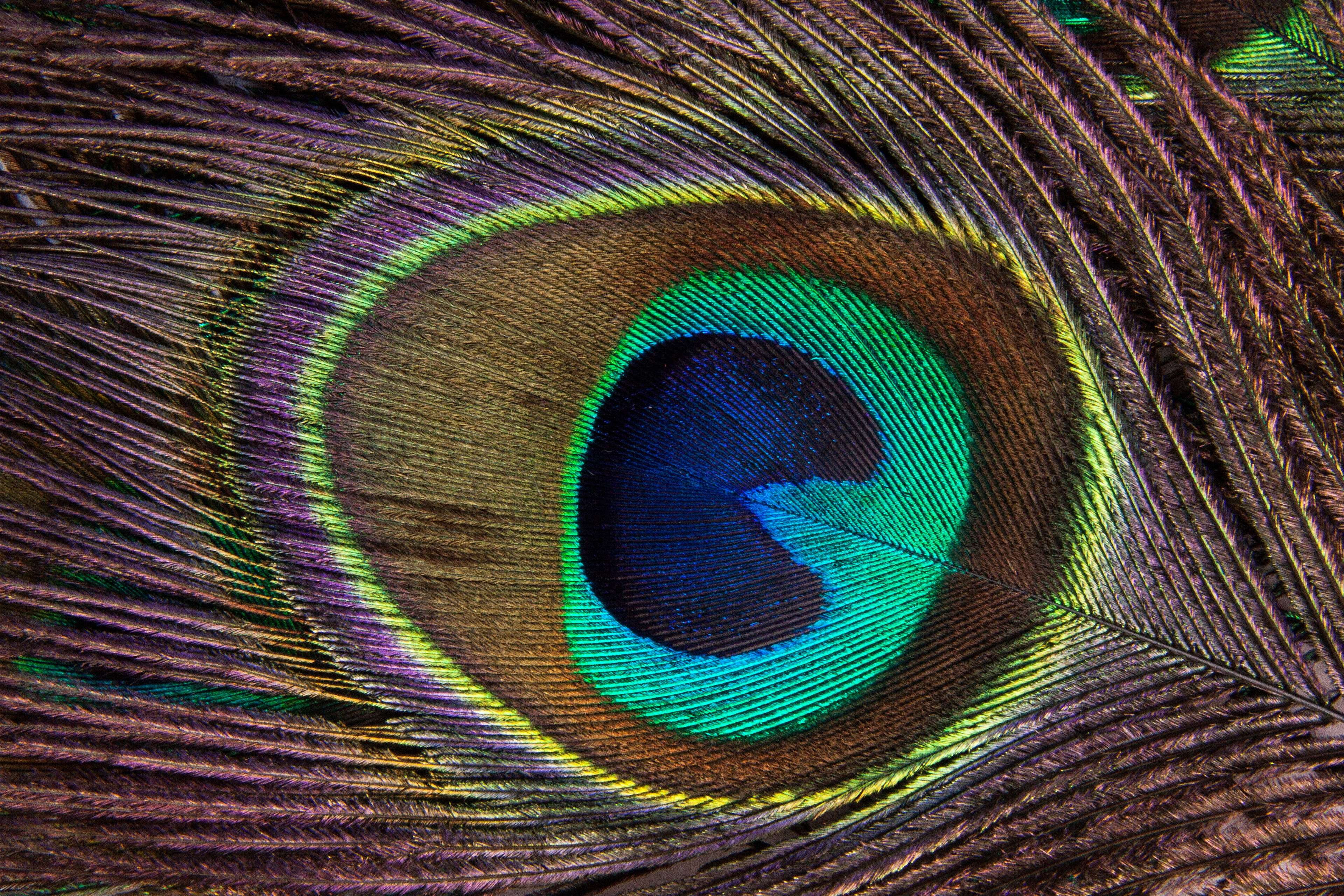 animal, jewellery, purple, full frame, peacock, bird feather, fragility, outdoors, bright blue, eye, feather, beauty in nature, softness, upper deck feather tail, HD Wallpaper