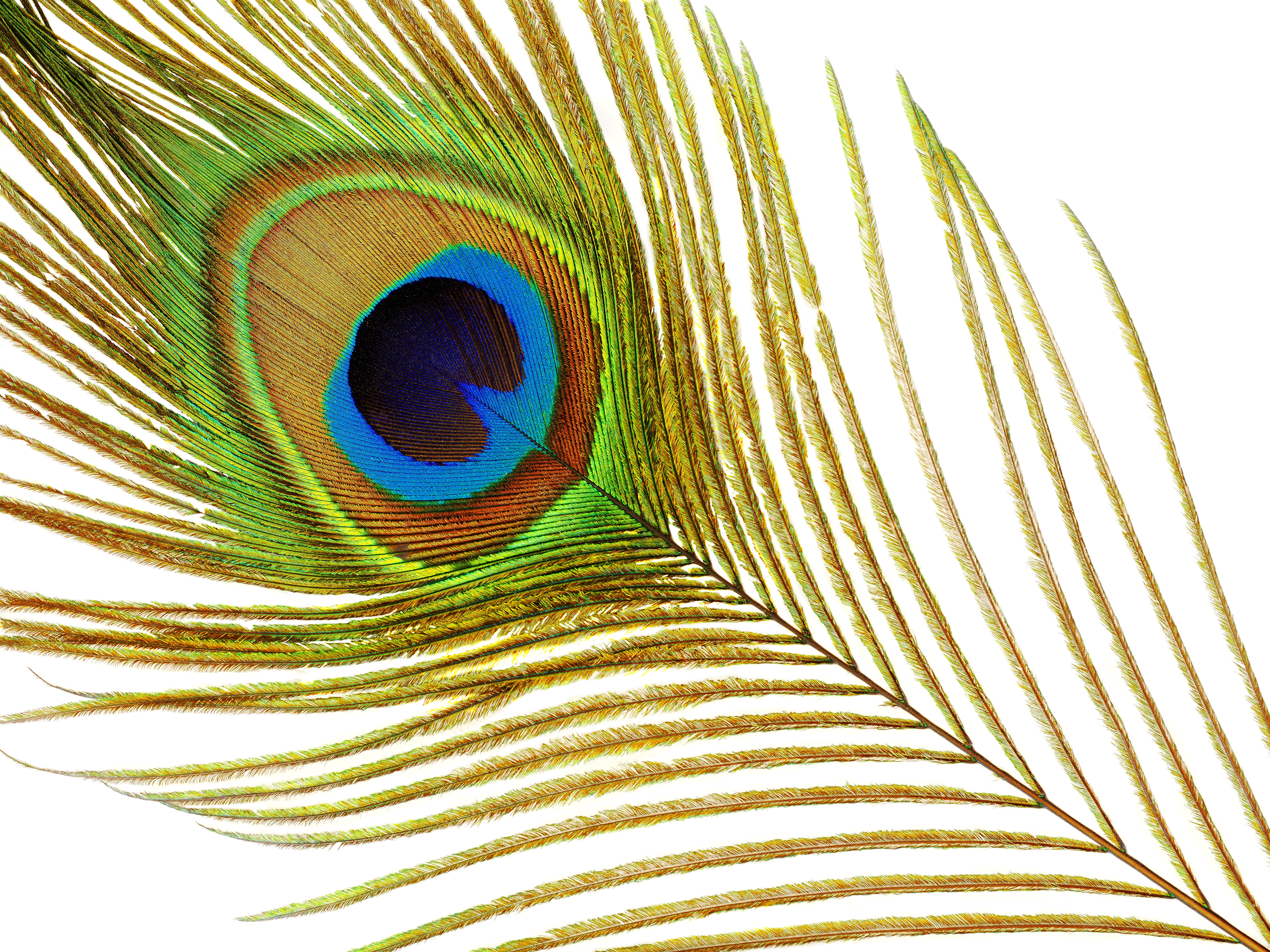 bird, courtship, gorgeous, nature, attraction, feather, indoors, pattern, blue, color, animal, decoration, ornament, green, allure, animal themes, peacock, HD Wallpaper