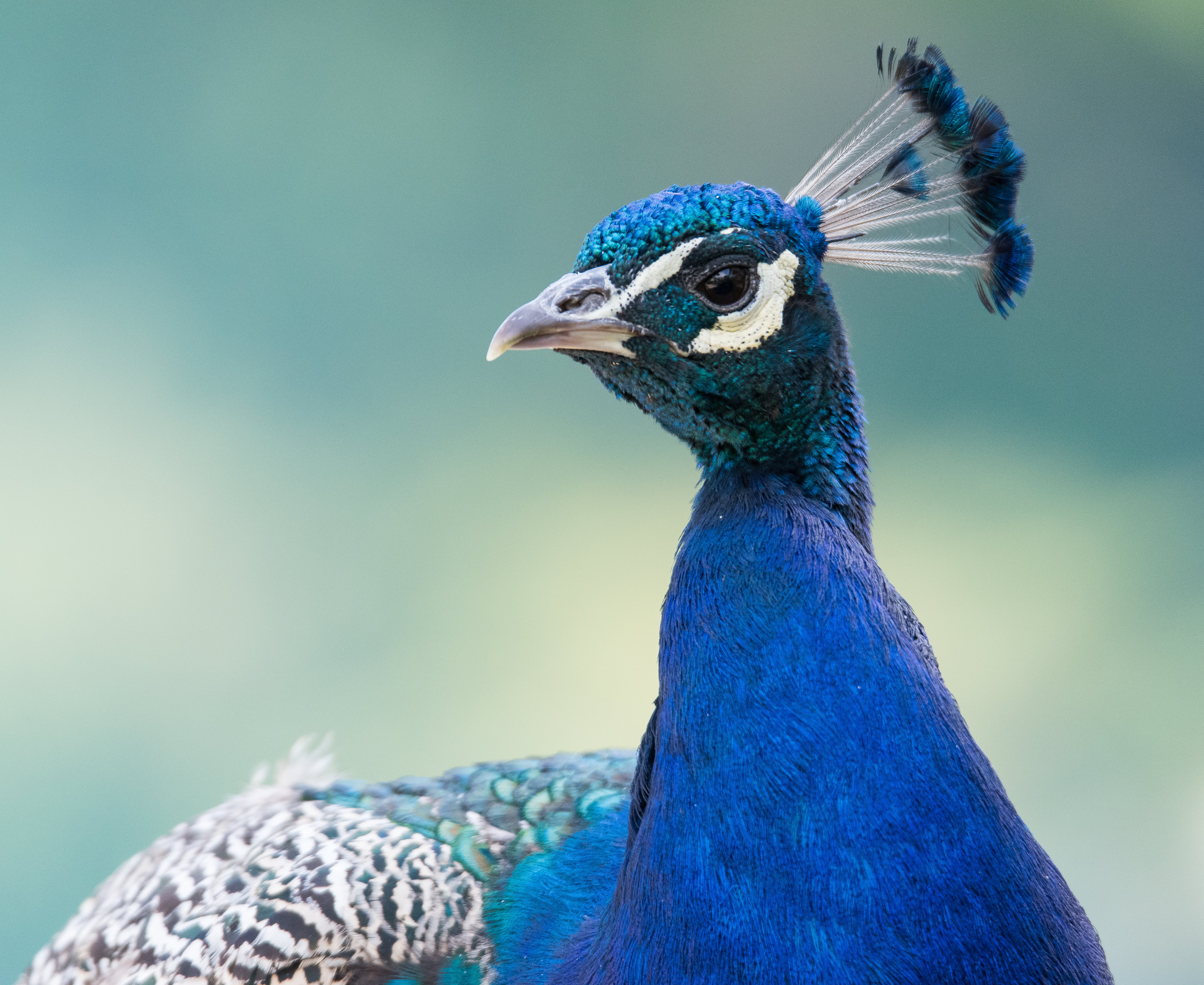 animal, pa, beak, skansen, Sweden, green Color, multi Colored, fa, close-up, blue, male Animal, Animals, feather, peacock, 5K, Stockholm, photo, nature, HD Wallpaper