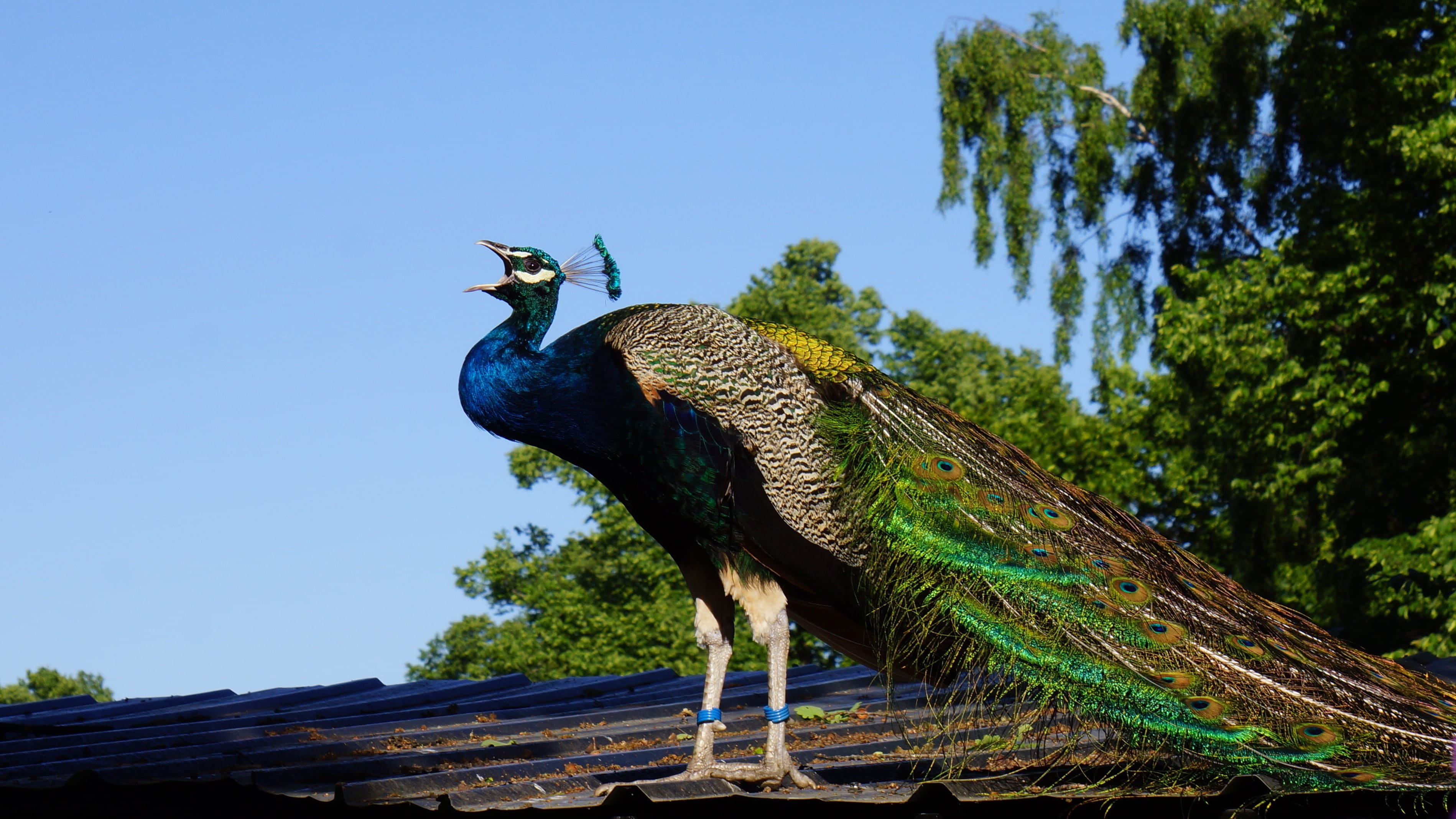 Beak, roof, peacock feather, animal themes, bird, animal, low angle view, colorful, no people, Open, vertebrate, daytime, sky, beak open, day, tail, multi Colored, HD Wallpaper