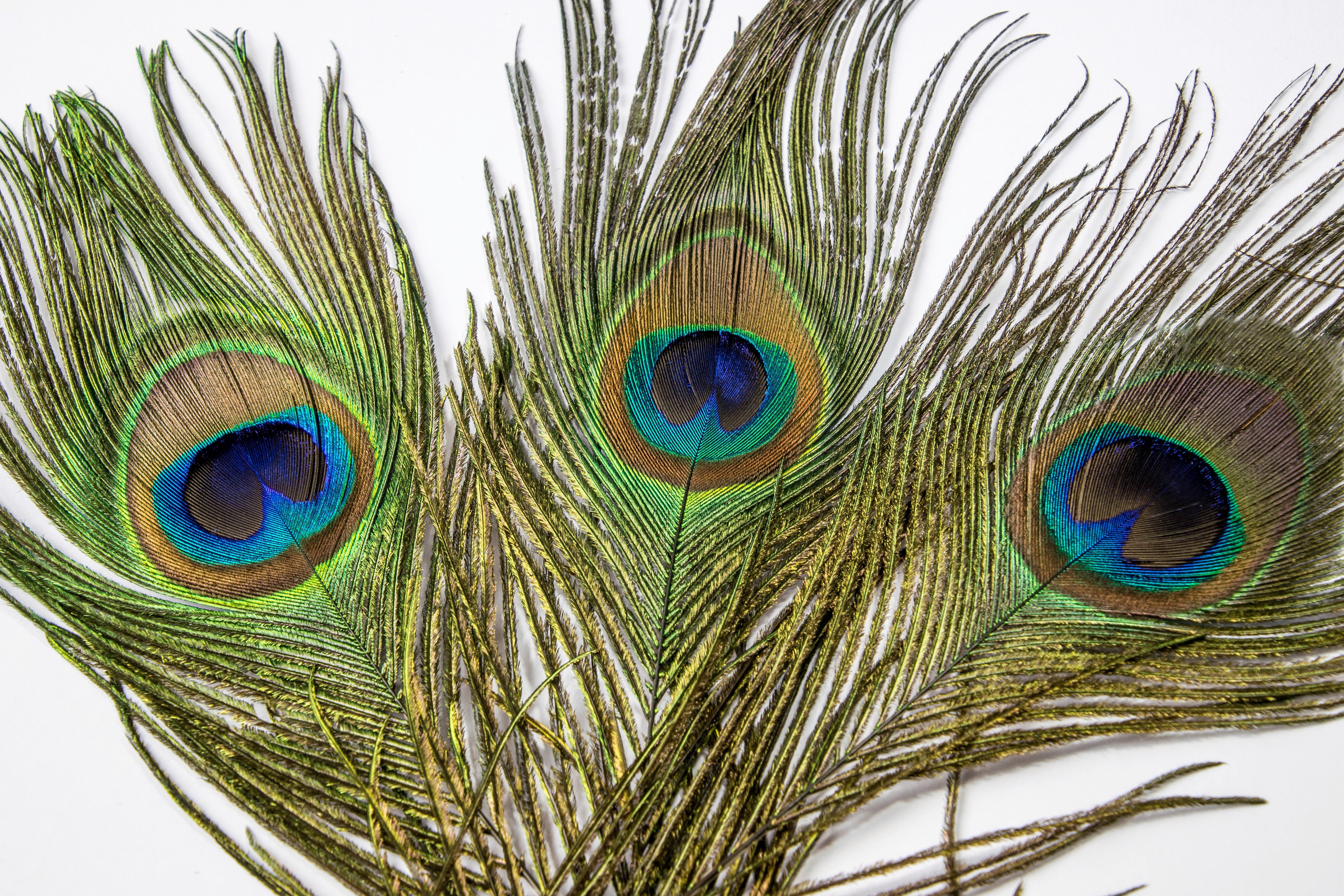 natural pattern, animal, softness, nature, 5K, peacock, plumage, outdoors, ornate, studio shot, animal themes, bird, fragility, feather, white background, HD Wallpaper