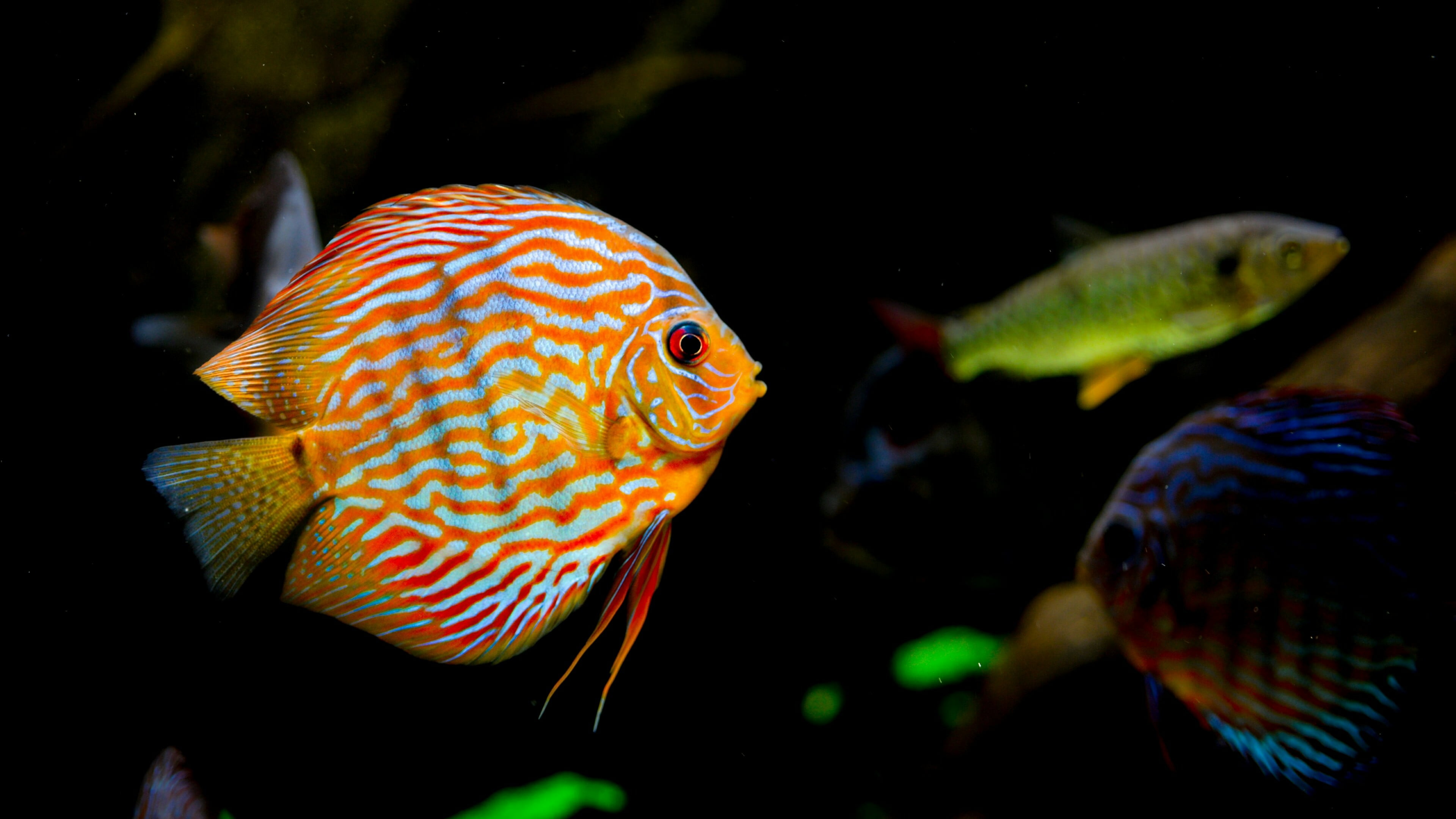 underwater, animal, macro photography, animal themes, fish, indoors, pomacanthidae, pomacentridae, water, undersea, close up, profile view, group of animals, HD Wallpaper