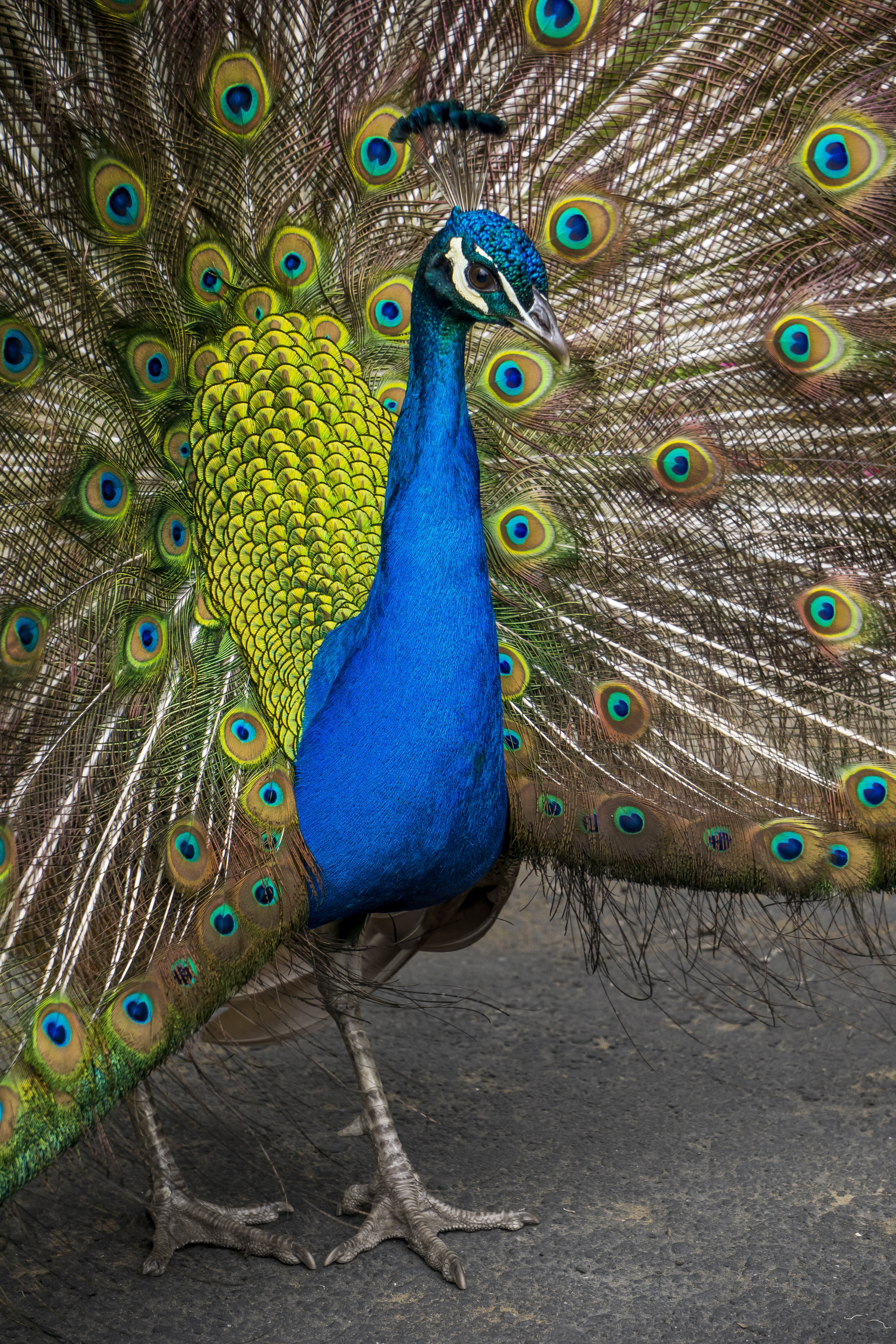 outdoors, male animal, animal head, wildlife, feather, 5K, animal themes, multi, neck, poultry, zoo, peacock, feathers, peafowl, no people, vertebrate, Phone HD Wallpaper