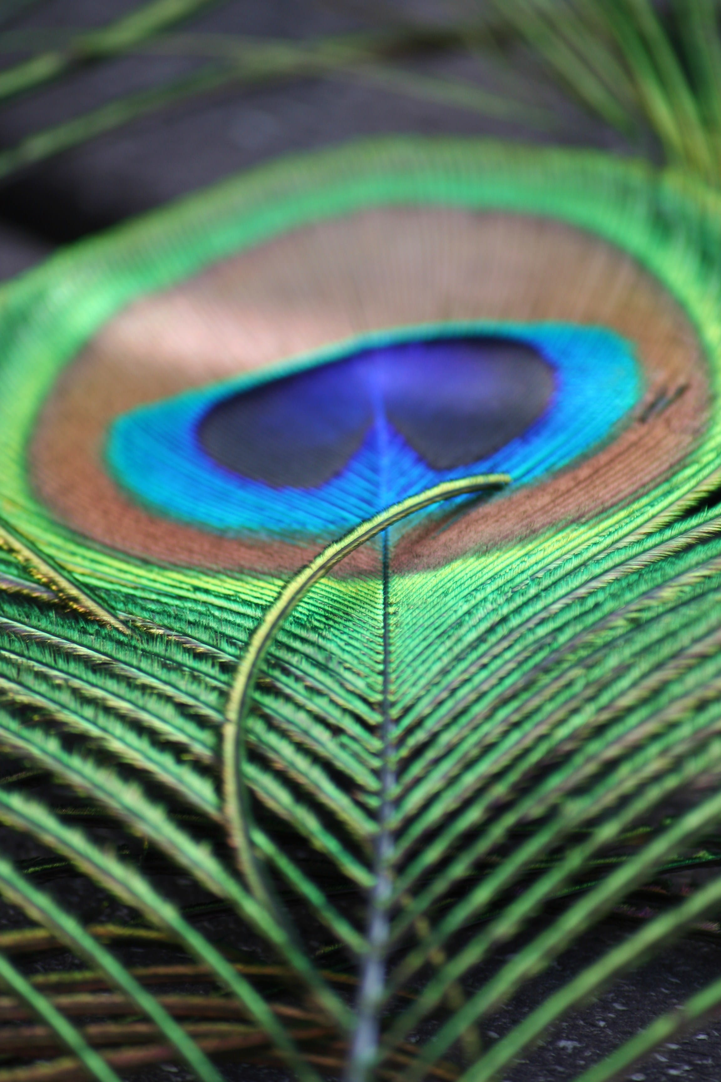 design, feather, bird, exotic, metallic, green, fragility, photo, full frame, tropical, vulnerability, peacock feather, peacock, natural pattern, beauty in nature, Phone HD Wallpaper