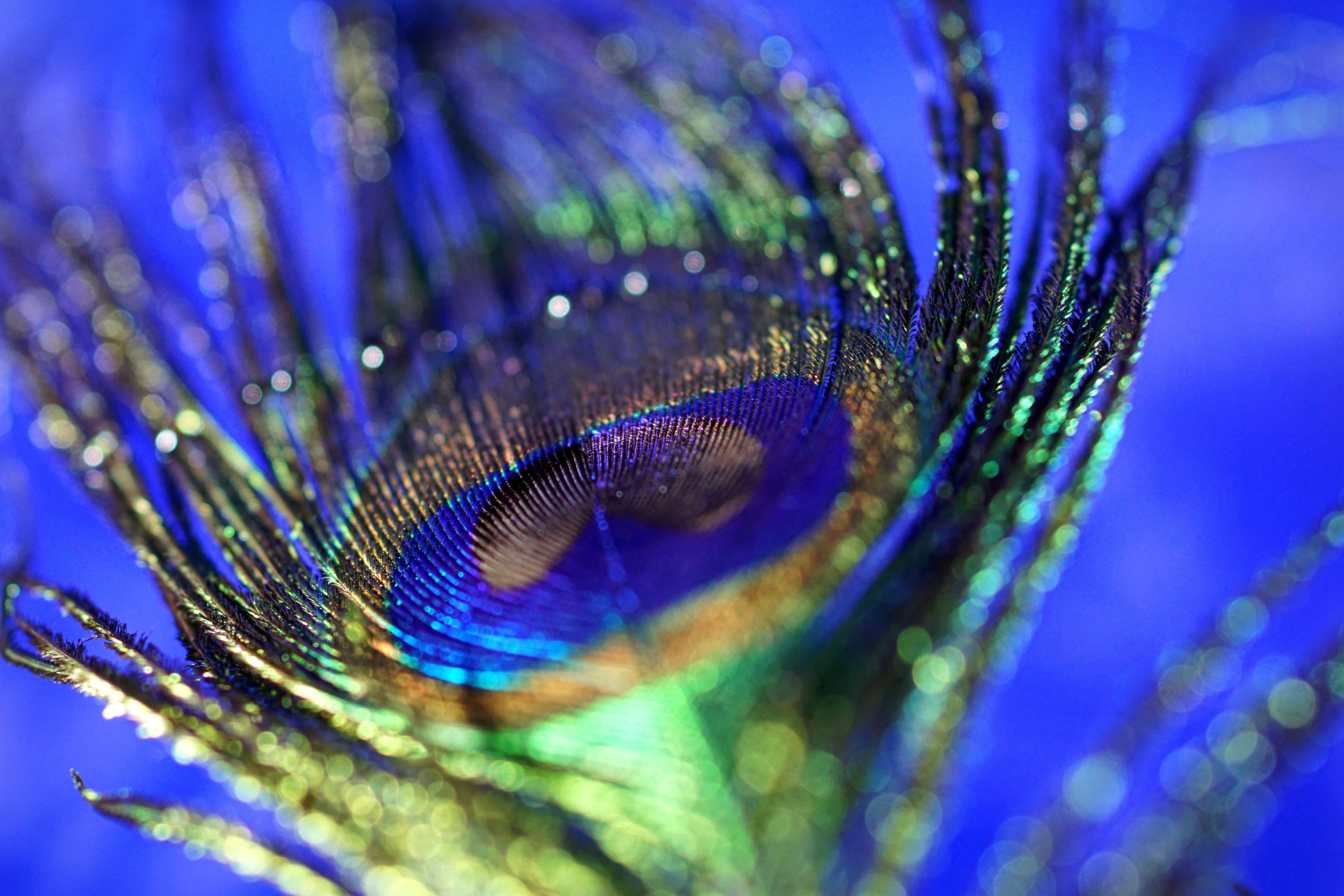 fragility, wonder of nature, pattern, water, beautiful, wet, card greeting, bokeh, one animal, macro, structure, extreme close-up, feather, green, no people, HD Wallpaper