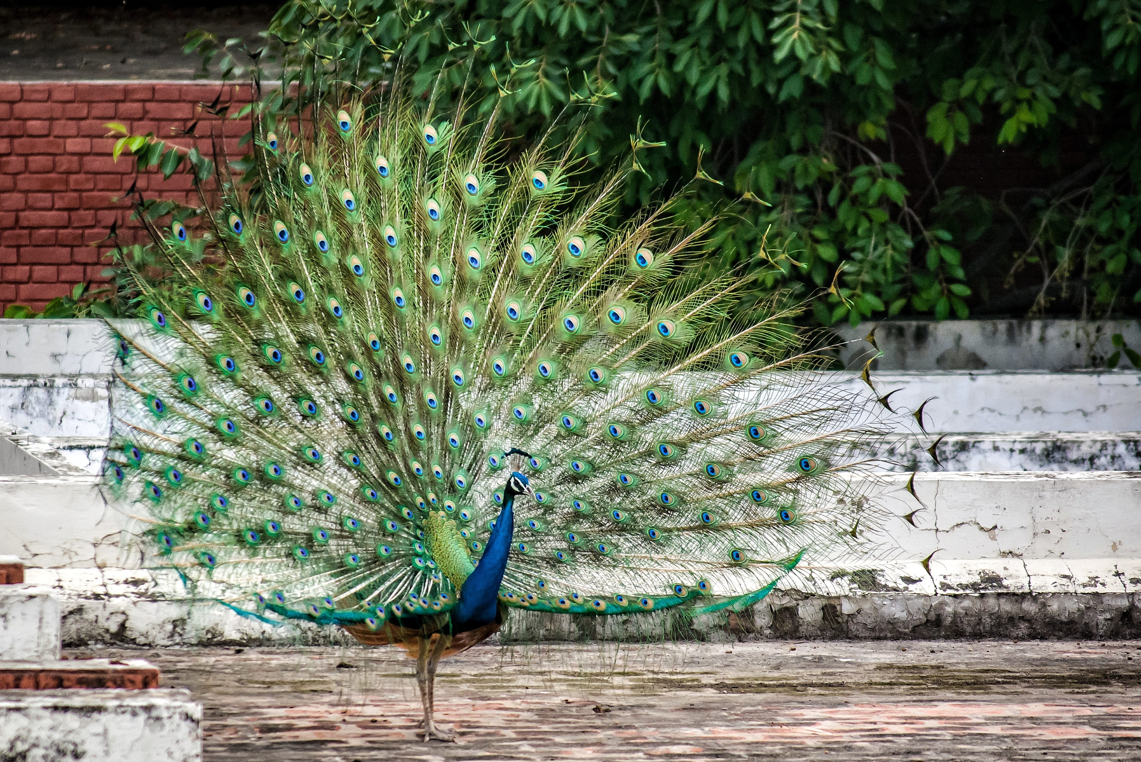 blue, Peacock, vertebrate, color, not captive, wall, close, pattern, poultry, hdr, day, outdoors, bright, peacock feather, animal, iridescent, animals in the wild, HD Wallpaper