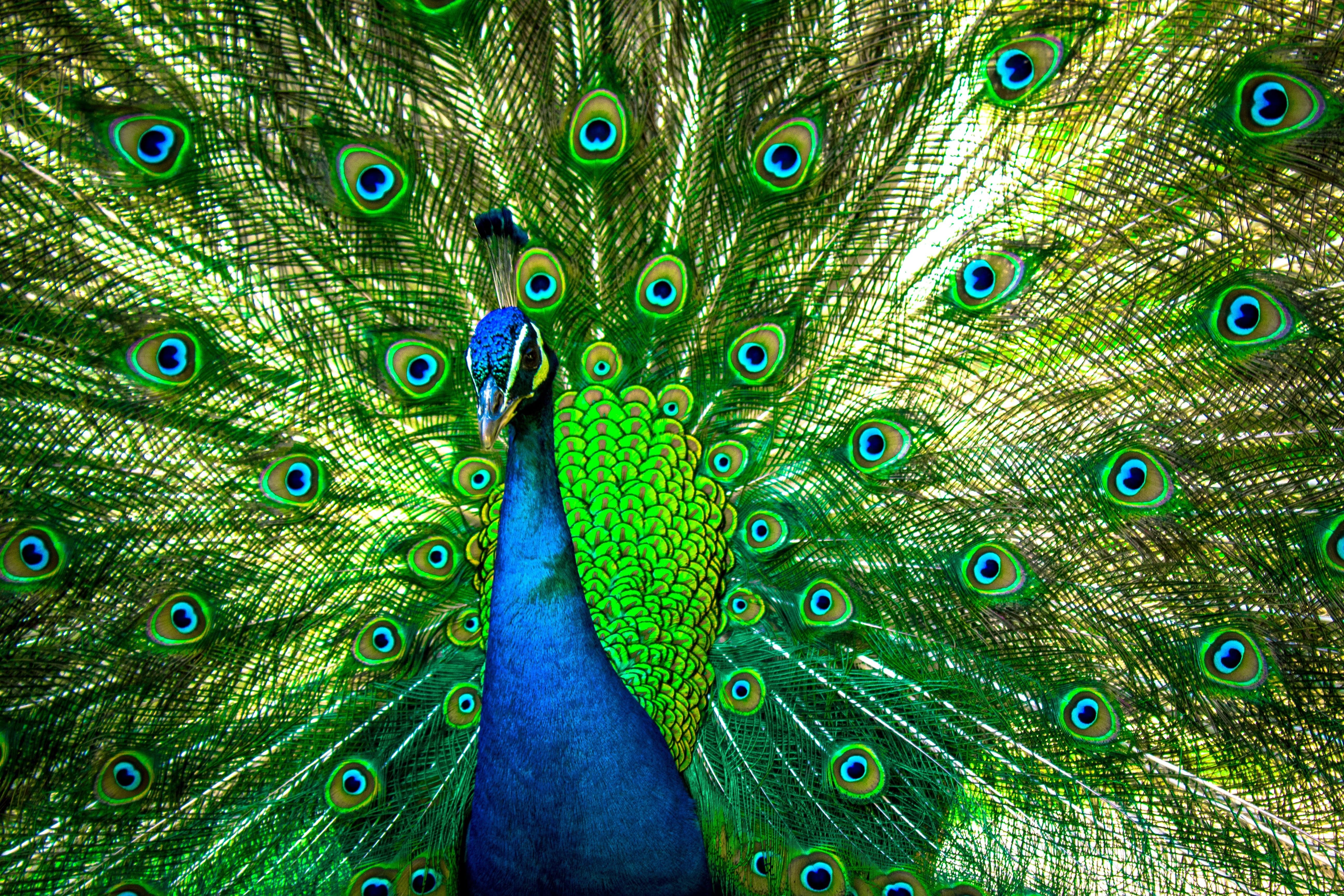 multi colored, backgrounds, fantail, feather, vertebrate, peafowl, bird, animal head, 5K, vibrant, wildlife, outdoors, animal themes, green, no people, HD Wallpaper