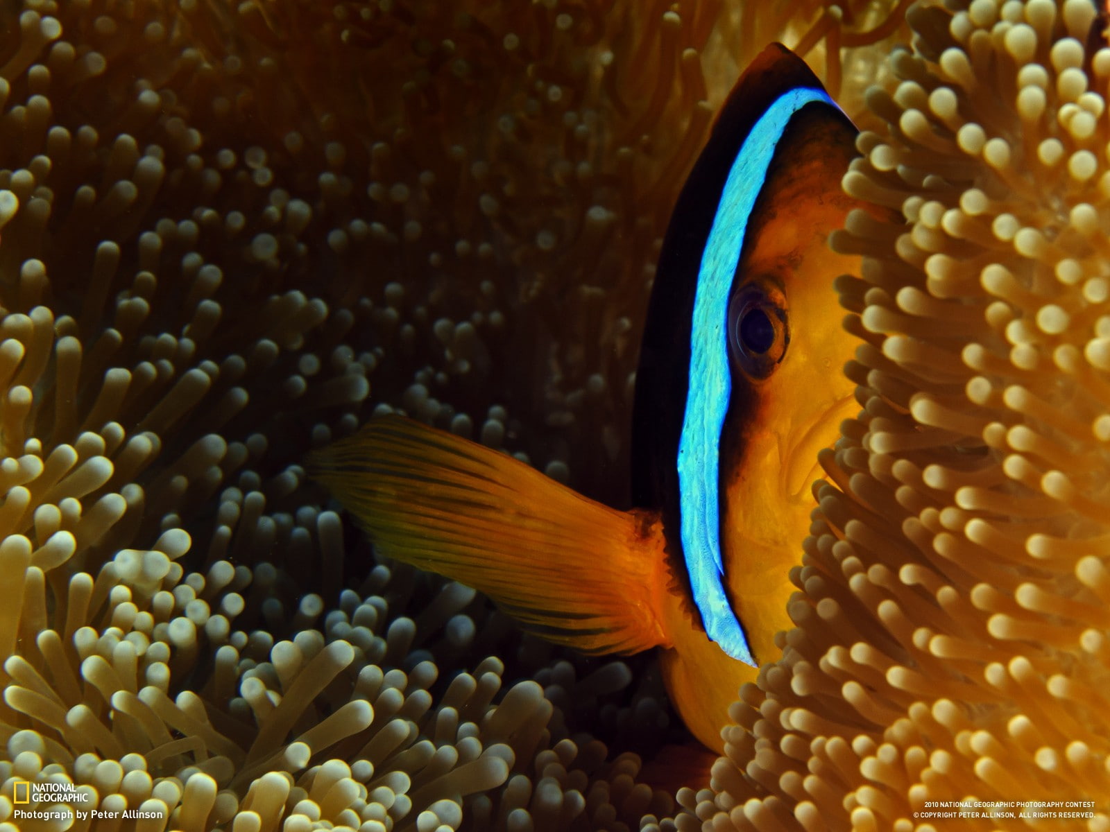 animal, no people, clown fish, clownfish, underwater, animal wildlife, close-up, sea, one animal, sea anemones, 720P, marine, vertebrate, water, nature, HD Wallpaper