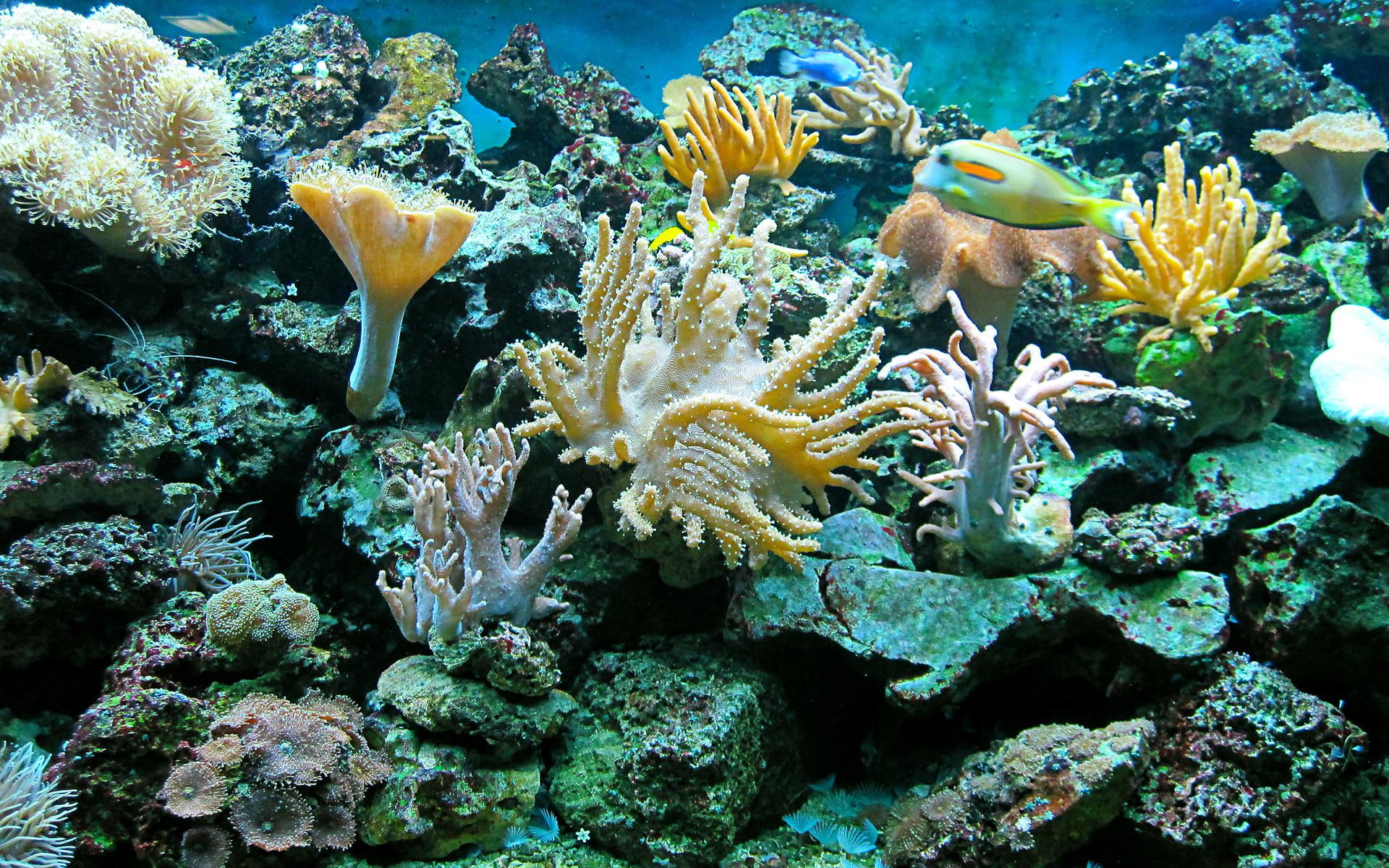 widescreen, 1080P, color, reef, fishes, sea, ocean, assorted, anemones, underwater, fish, HD Wallpaper