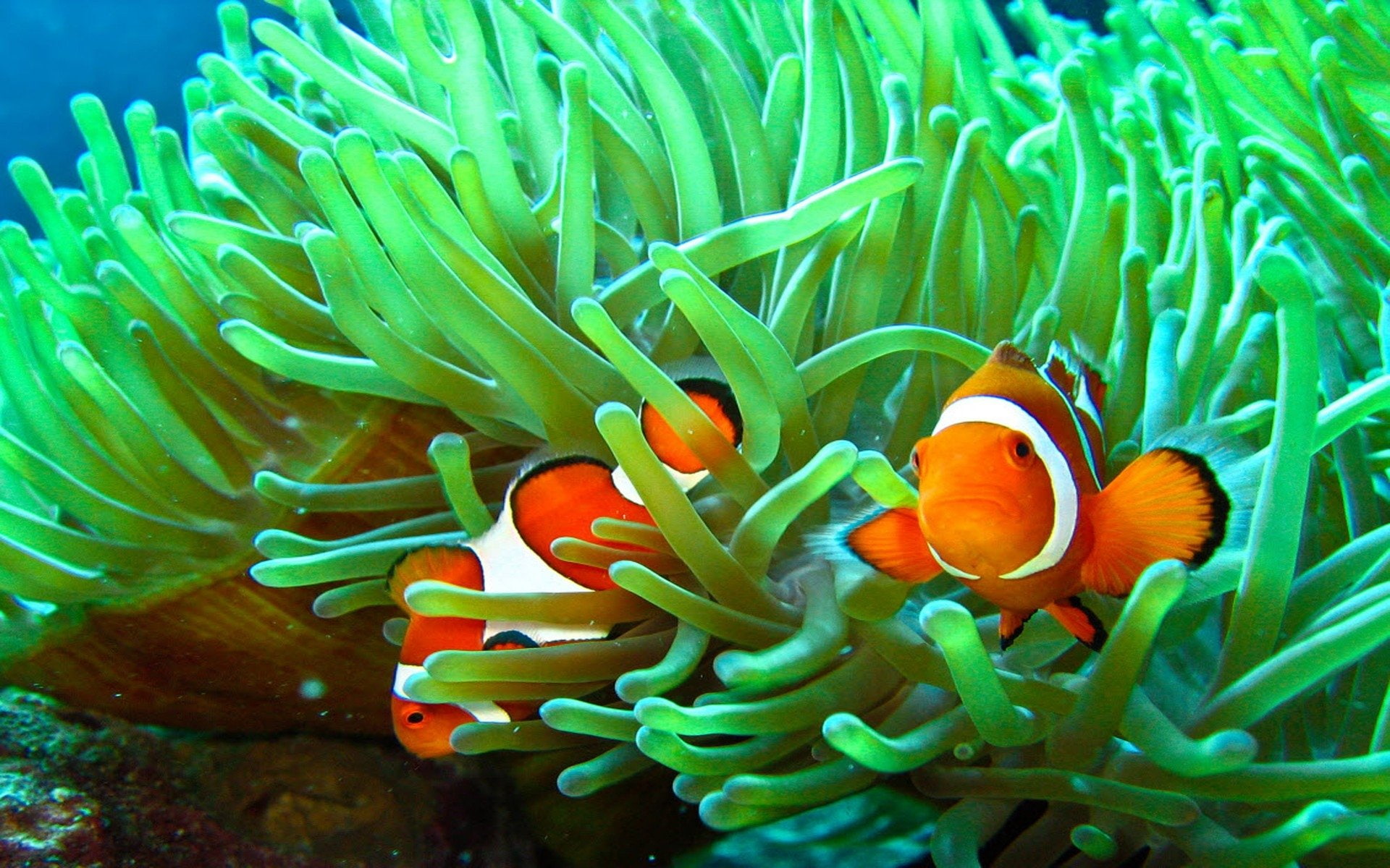 Fishes, animal themes, sea, Underwater, Sea Grass, clown fish, Fish, animal wildlife, beauty in nature, sea anemone, undersea, animals in the wild, Ocean, HD Wallpaper