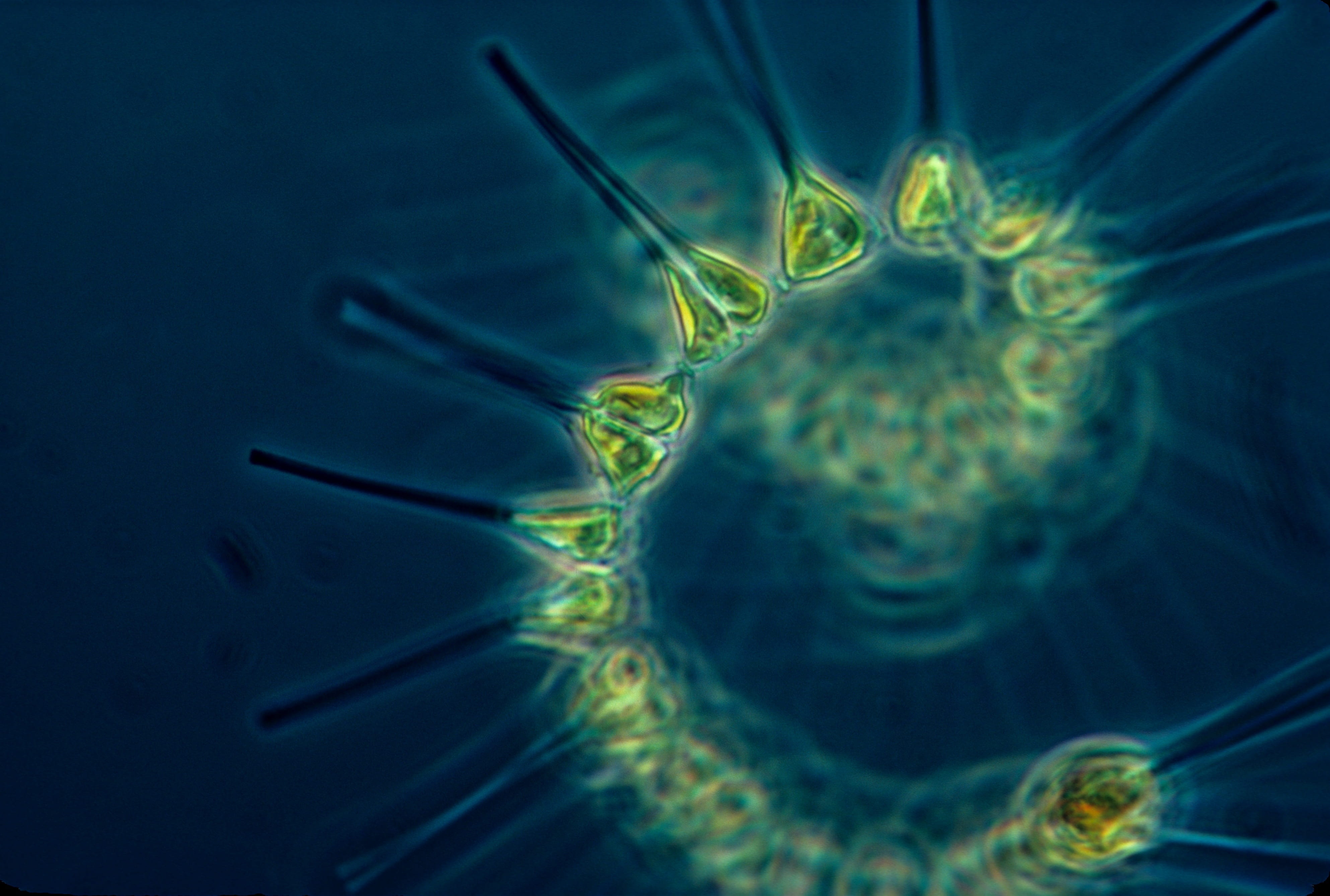 indoors, biotechnology, base of the food chain, research, macro, phytoplankton, animal themes, green, undersea, bacteria, close up, close-up, ocean, marin, HD Wallpaper