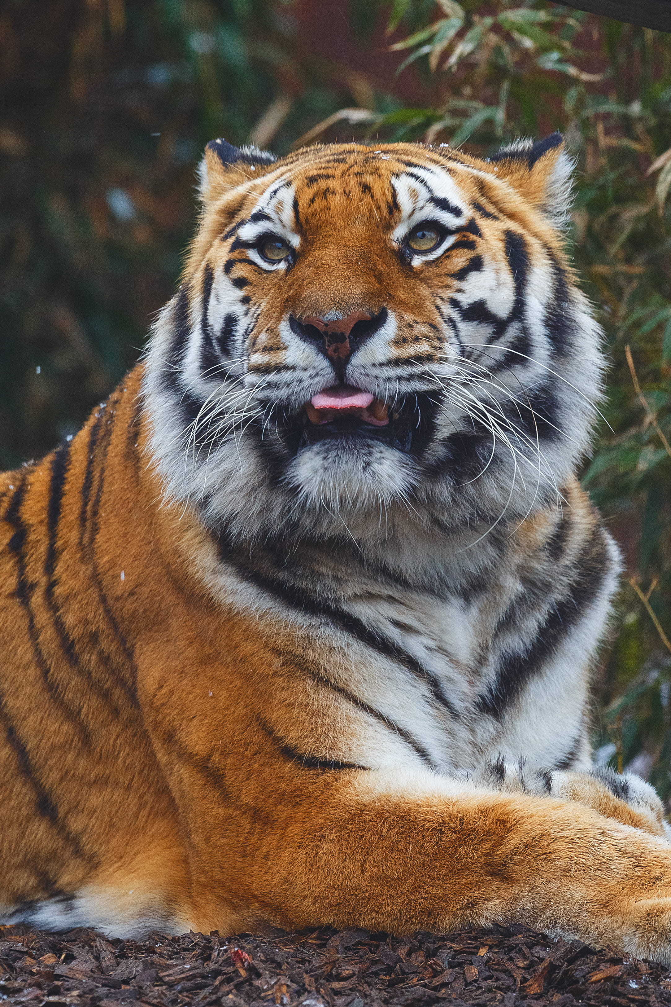 wild, colchester zoo, animal wildlife, endangered species, 2K, elaf, big cat, focus on foreground, near, animal themes, no people, vertebrate, whisker, Phone HD Wallpaper