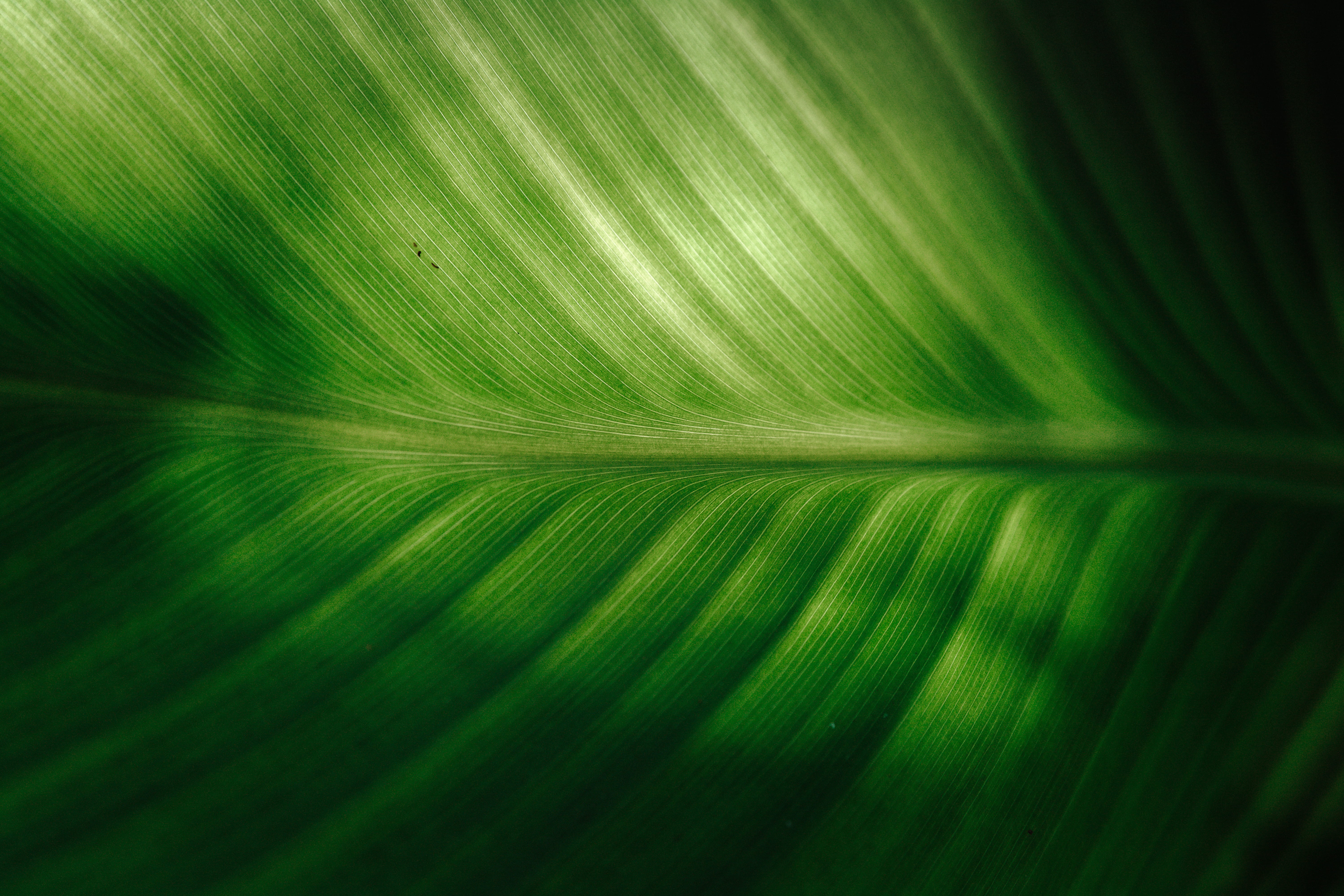 texture, veins, 5K, close, detail, leaf, outdoor, minimal, outdoors, exotic, full frame, close-up, no people, concentric, symmetrical, abstract backgrounds, HD Wallpaper
