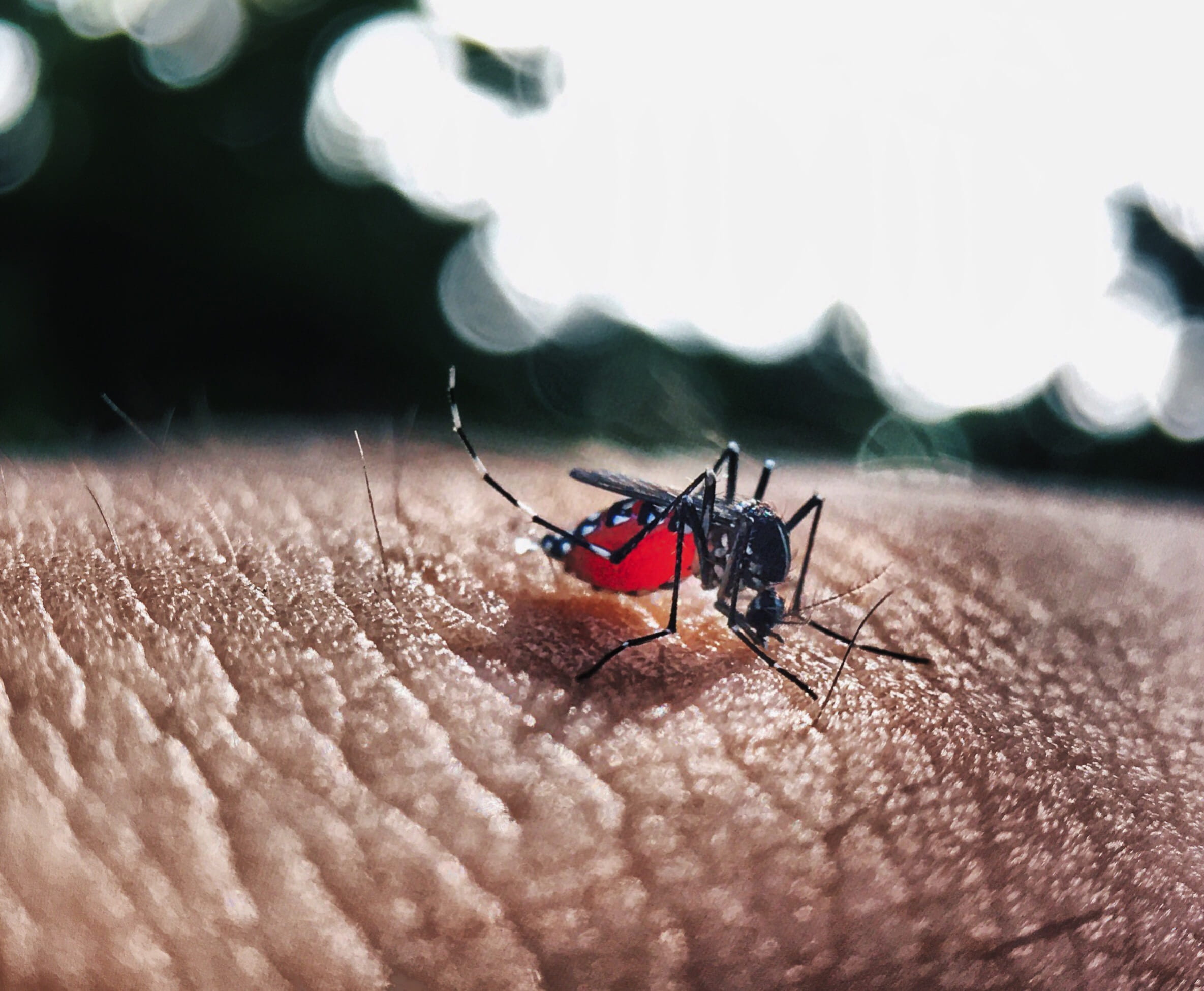 invertebrate, outdoors, unrecognizable person, animal themes, fevers, animals in the wild, Bokeh, sting, Busy, macro, dengue fever, Blood, insect, sucking, HD Wallpaper