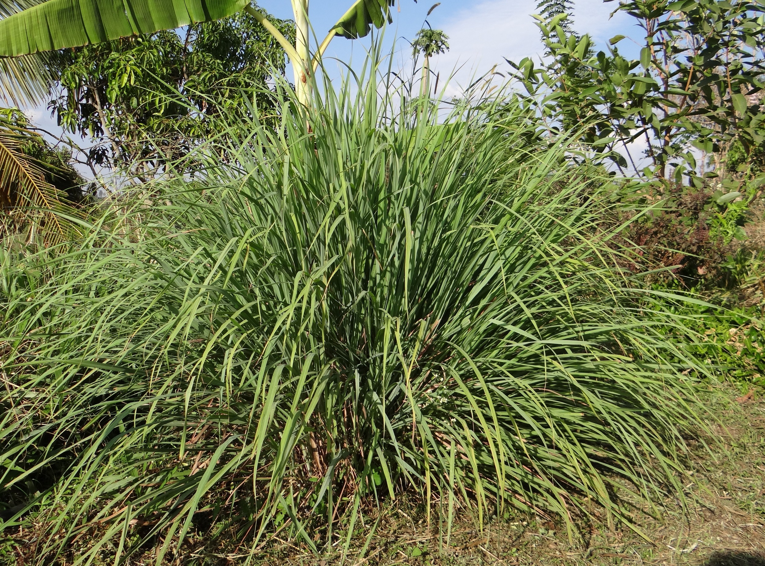 grass, scenics - nature, freshness, land, tall, growth, wild, beauty in nature, gardening, cymbopogon, green color, herbal, gardens, growing, sunlight, HD Wallpaper