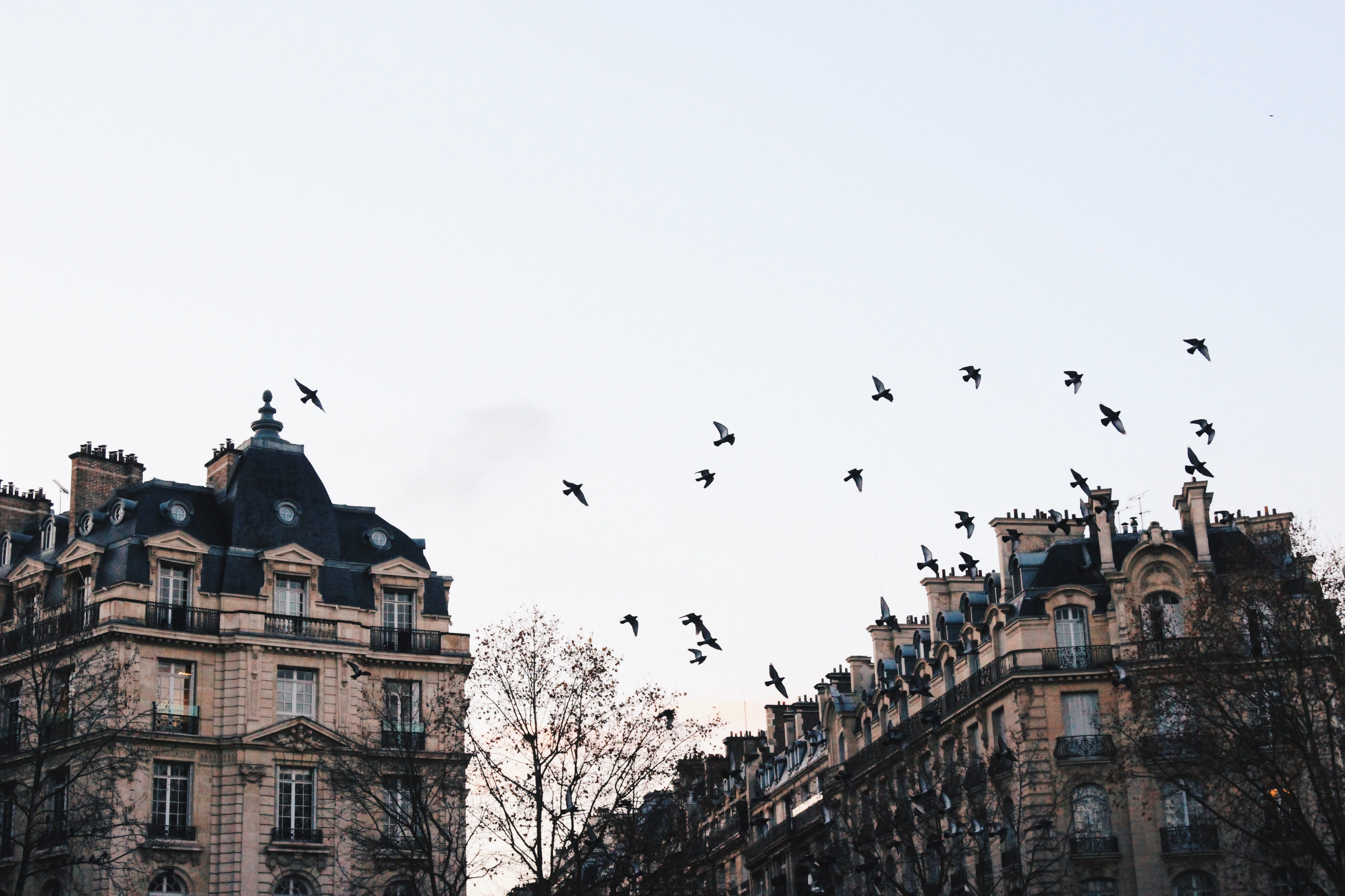 architecture, animal themes, city, flock of birds, france, flat, clear sky, group of animals, trees, street, mid-air, backpack, no people, discover, building, HD Wallpaper