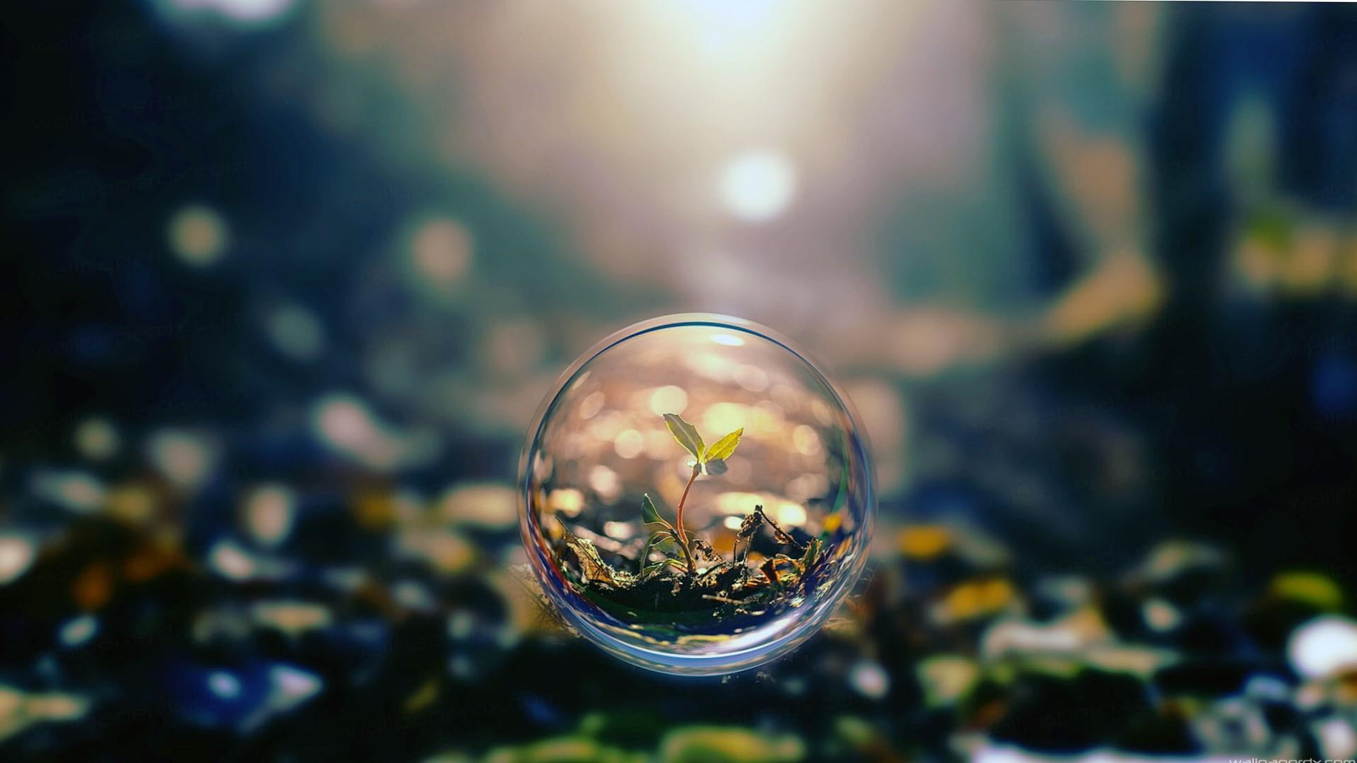 ball, 1080P, plant, magnifying, glass, HD Wallpaper