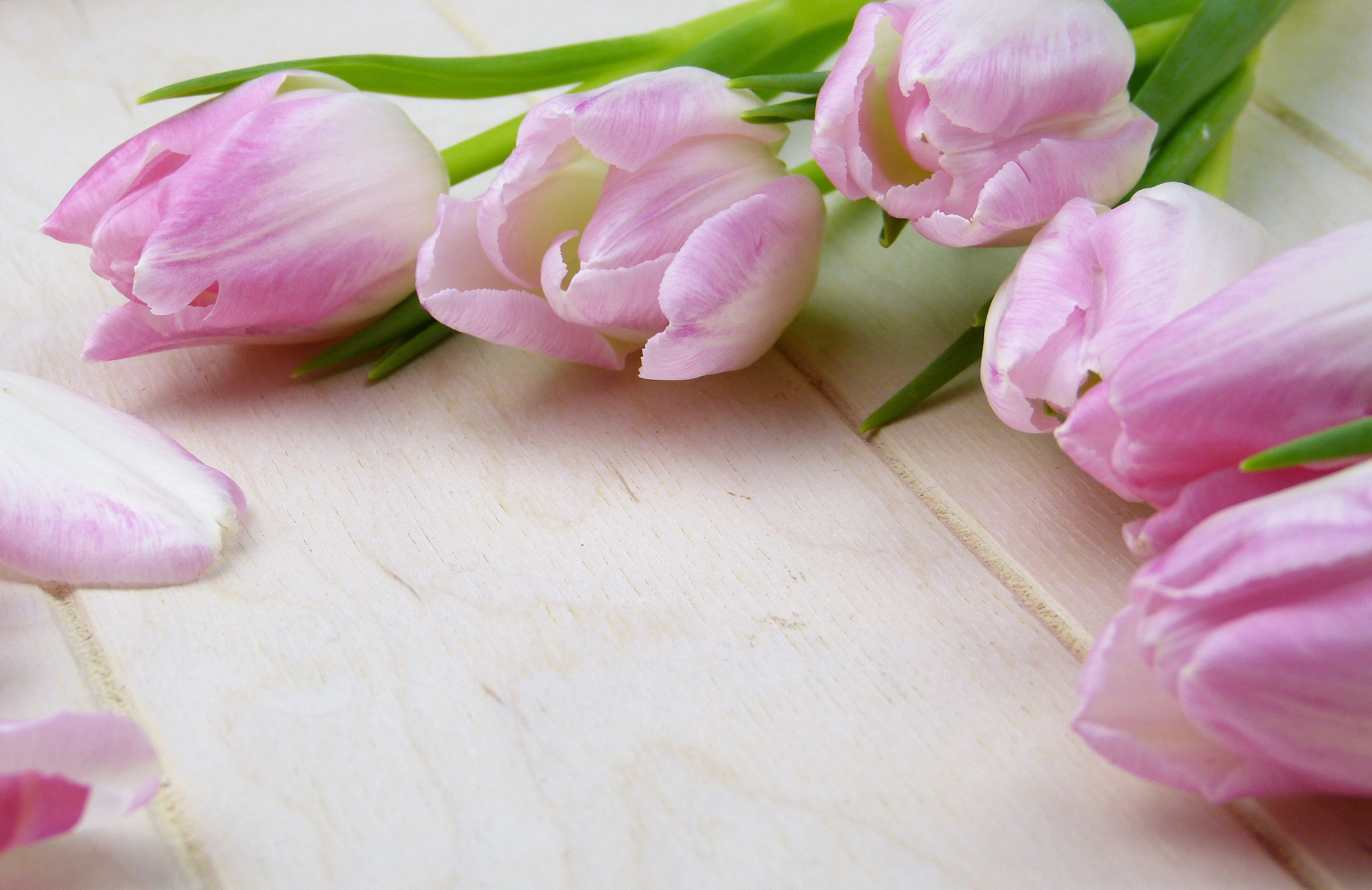 selective focus, invitation, tenderness, fragility, studio shot, wellness, greeting card, background, no people, tulips, rose, flower, 4K, petal, vulnerability, HD Wallpaper