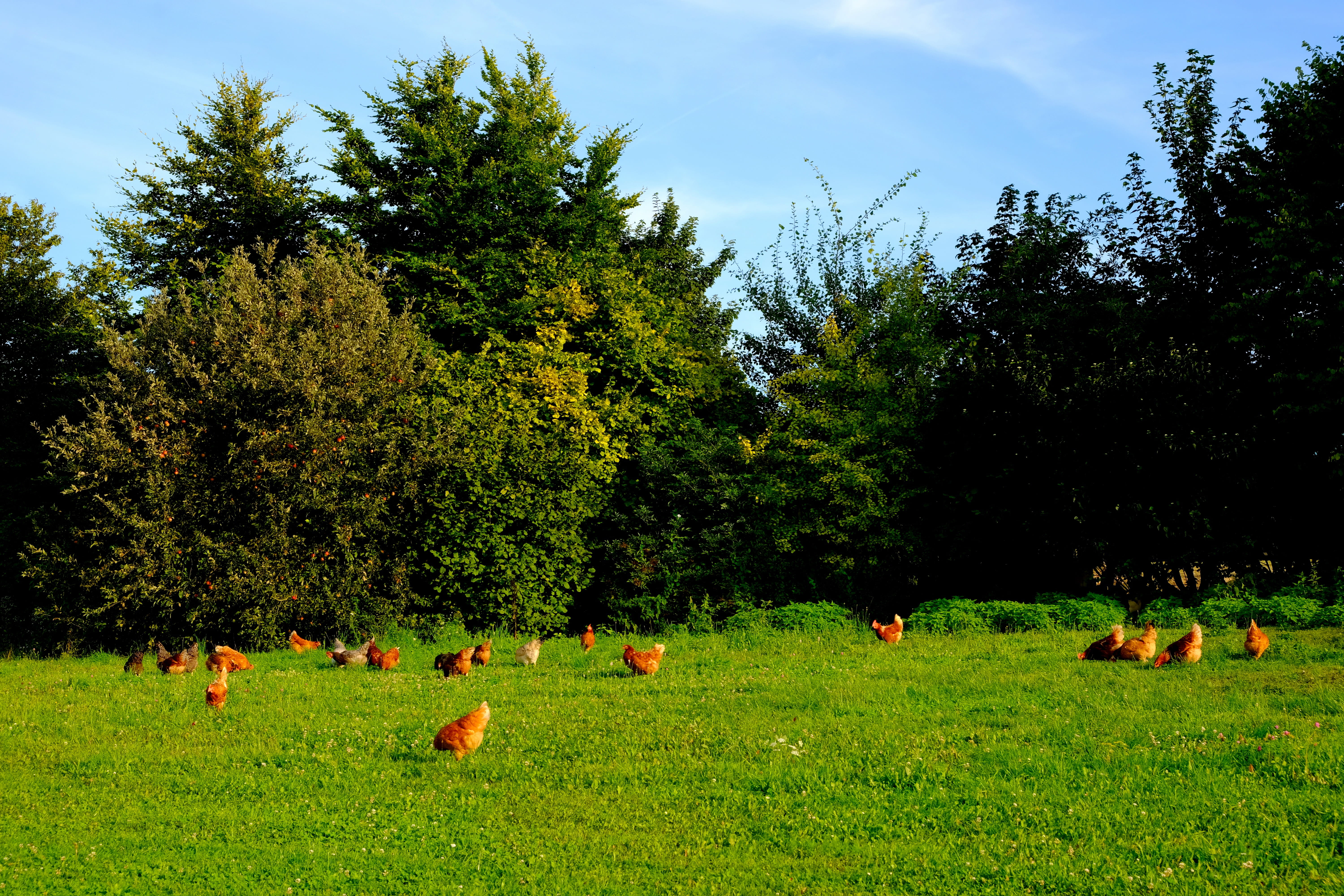 in the grass, peck, no people, creature, country life, green color, land, organic chicken, running fowl, humane attitude, animal world, 5K, wildlife photography, HD Wallpaper
