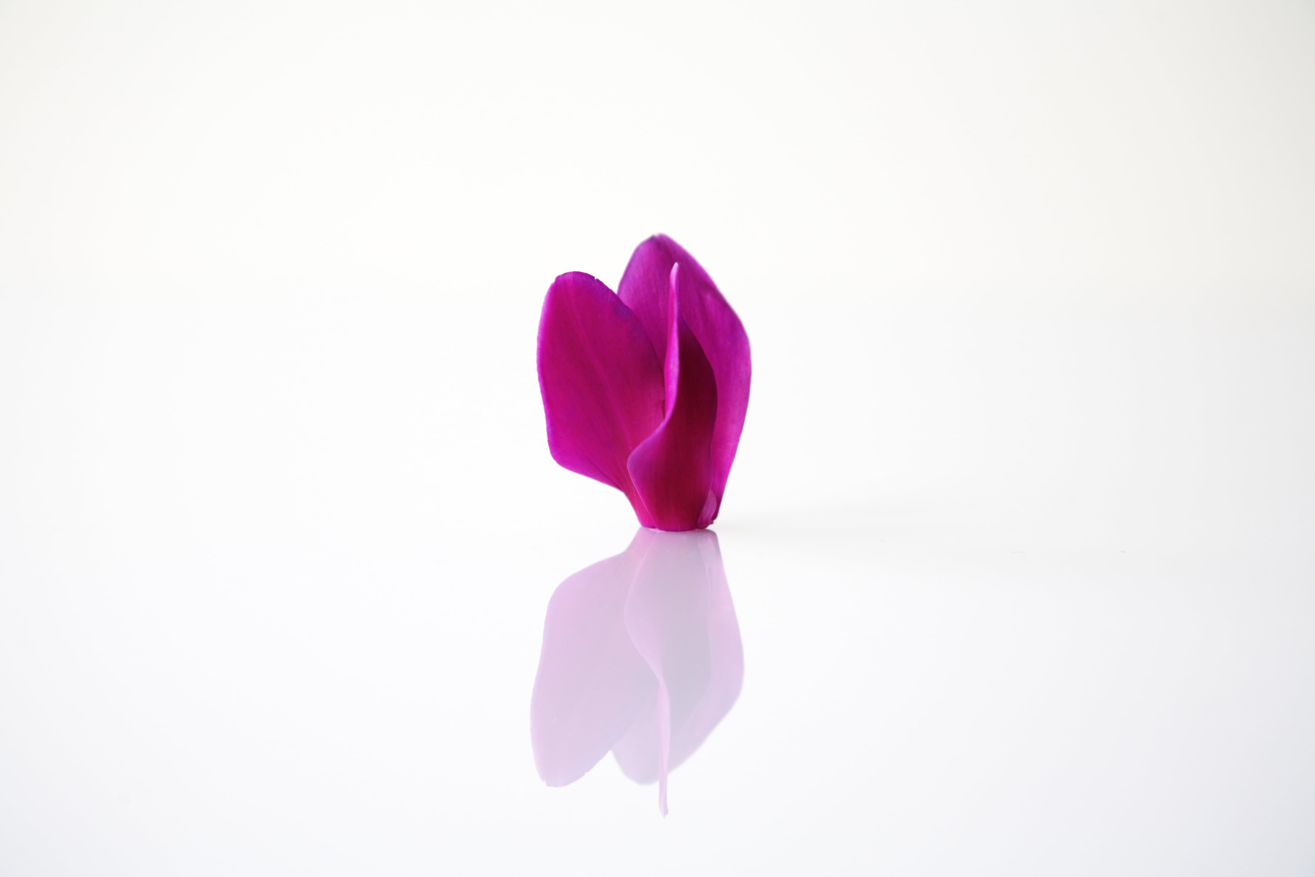 reflection, wellness, therapy, harmony, biological, copy space, feel at home, no people, close, white background, magenta, purple, cyclamen, freshness, HD Wallpaper