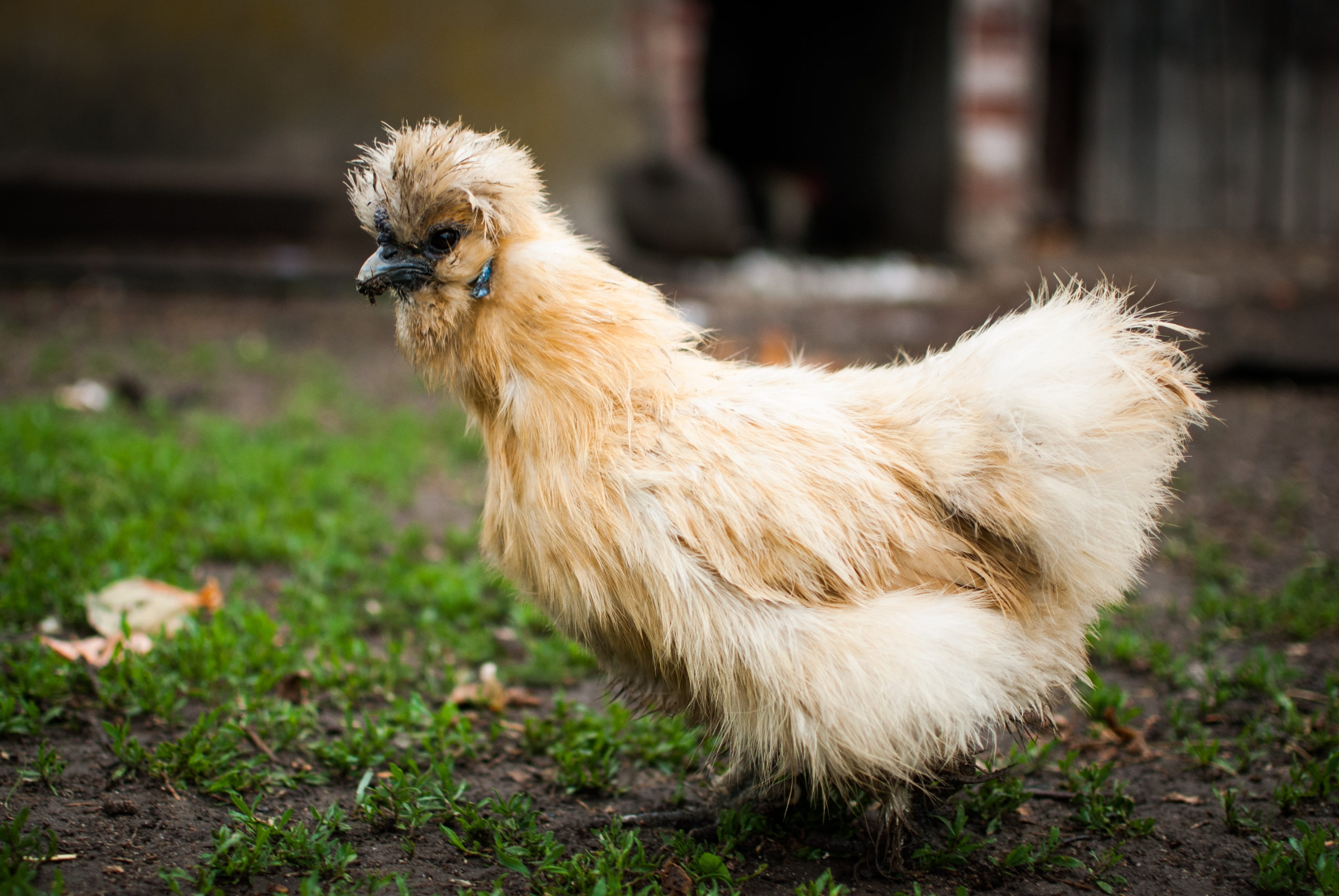 side view, grass, eco-friendly, vertebrate, friendly, kitchen, silka, mammal, village, okay, eat, skłodka, animal, biological, sitting, domestic, fresh, HD Wallpaper