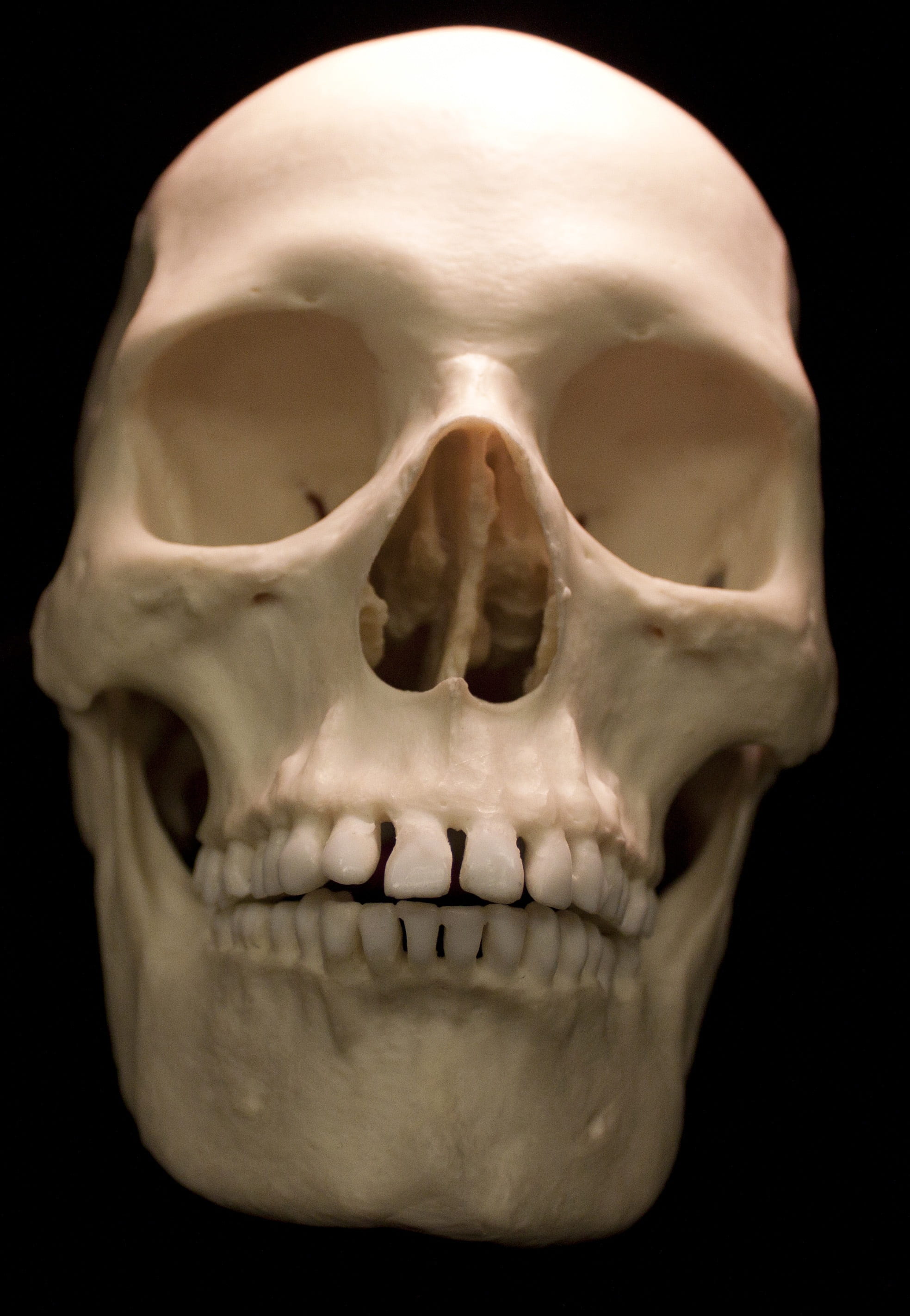 human skull, black background, close-up, people, human body part, death, human teeth, human face, body part, spooky, anthropology, human skeleton, archeology, Phone HD Wallpaper