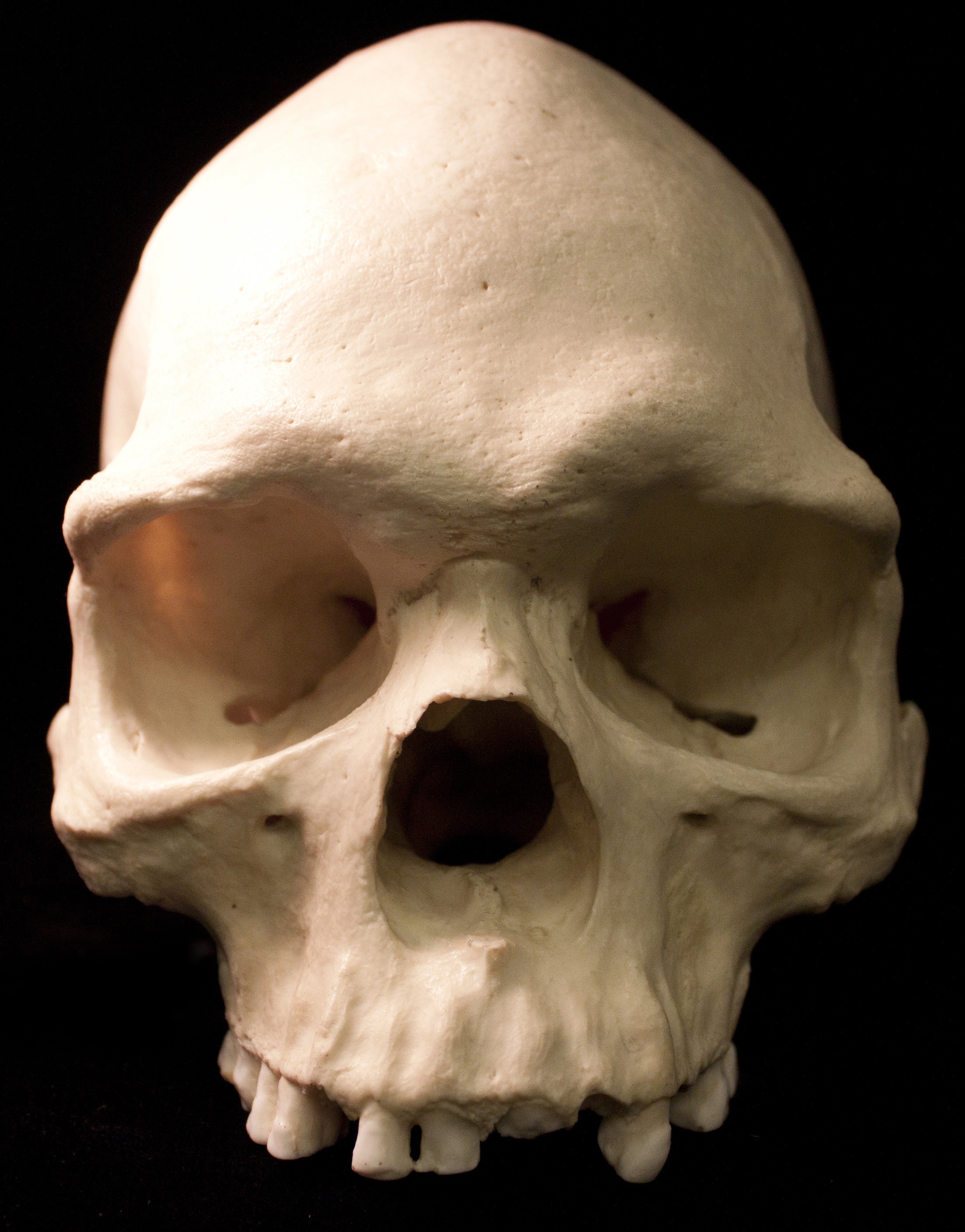 animal body part, still life, spooky, bones, single object, studio shot, fear, museum, anatomy, human bone, the past, representation, human skull, skull, Phone HD Wallpaper