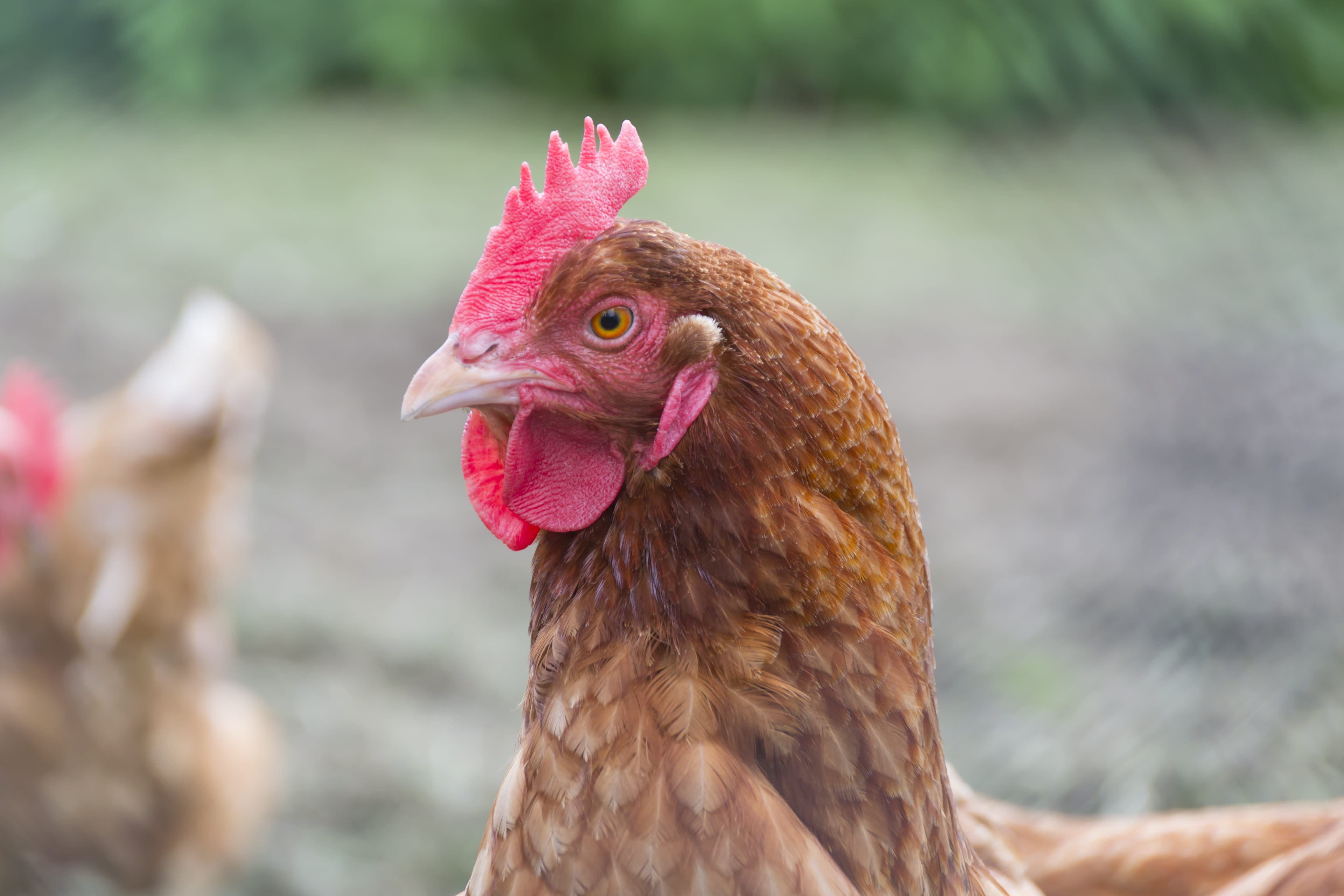 animal neck, egg, grass, 4K, rural areas, day, male animal, chicken, eat, rooster, feed, pen, vertebrate, agriculture, animal eye, national, ly, red, no people, HD Wallpaper