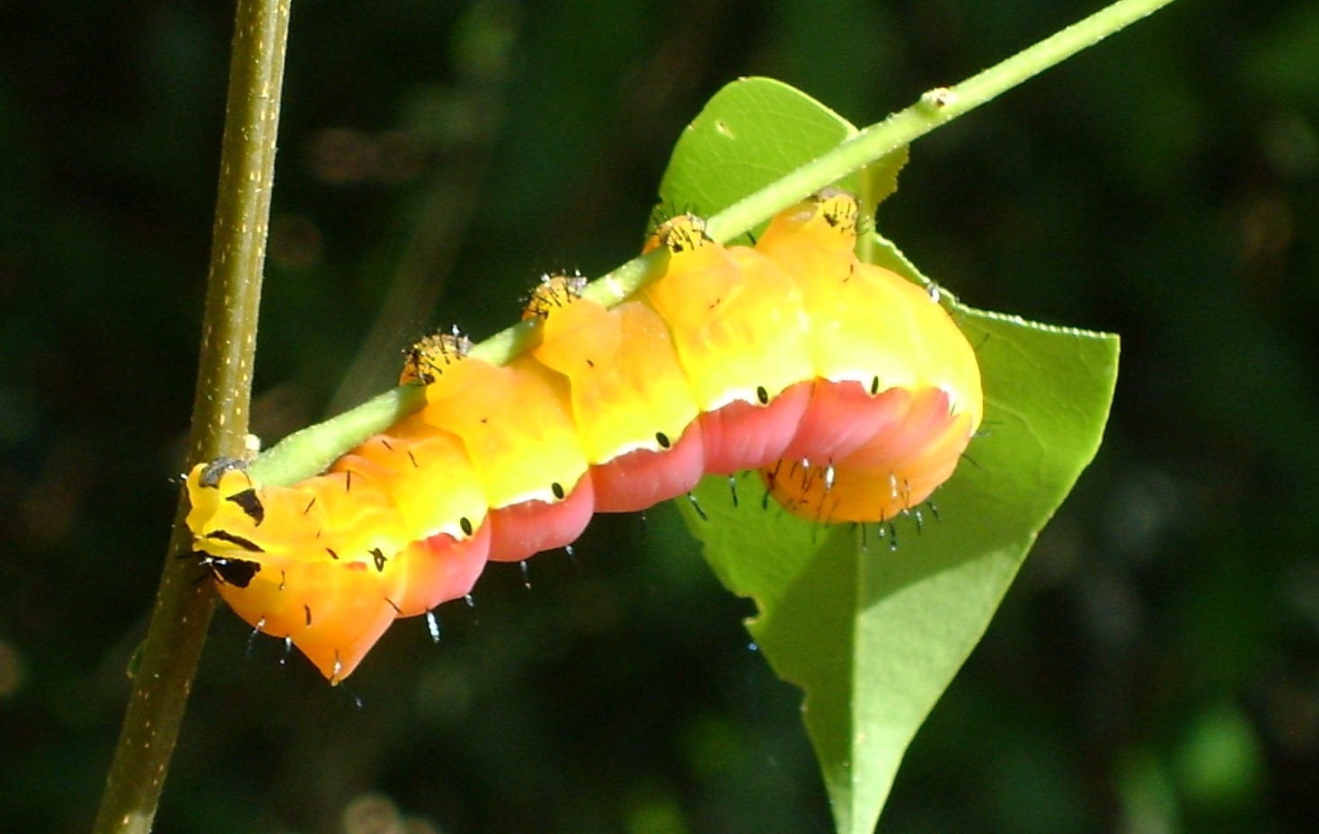 no people, invertebrate, animal themes, habitat, colorful, biological, insect, critter, animals in the wild, cocoon, ecology, larvae, animal, worm, marine, HD Wallpaper