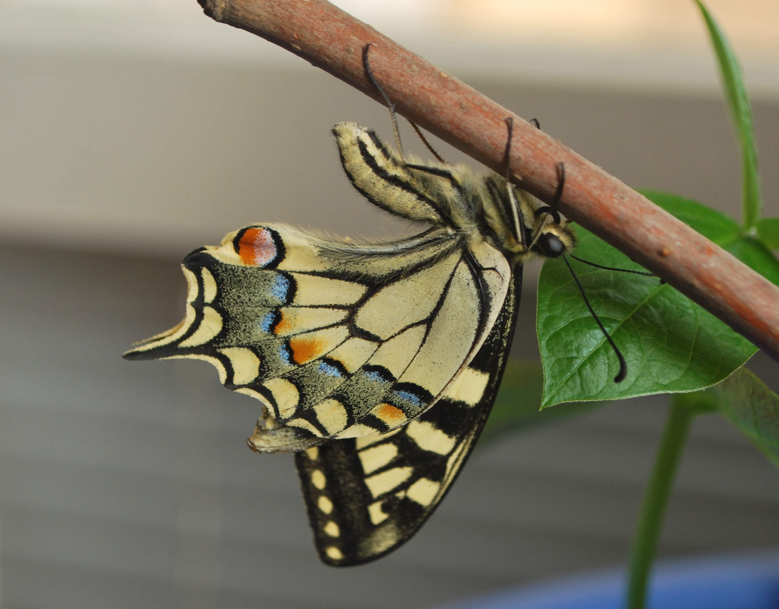 wood, outdoors, animal themes, earth, wildlife, invertebrate, leaf, dot, black, colorful, animals in the wild, swallowtail, natural, butterfly, wild, animal, HD Wallpaper