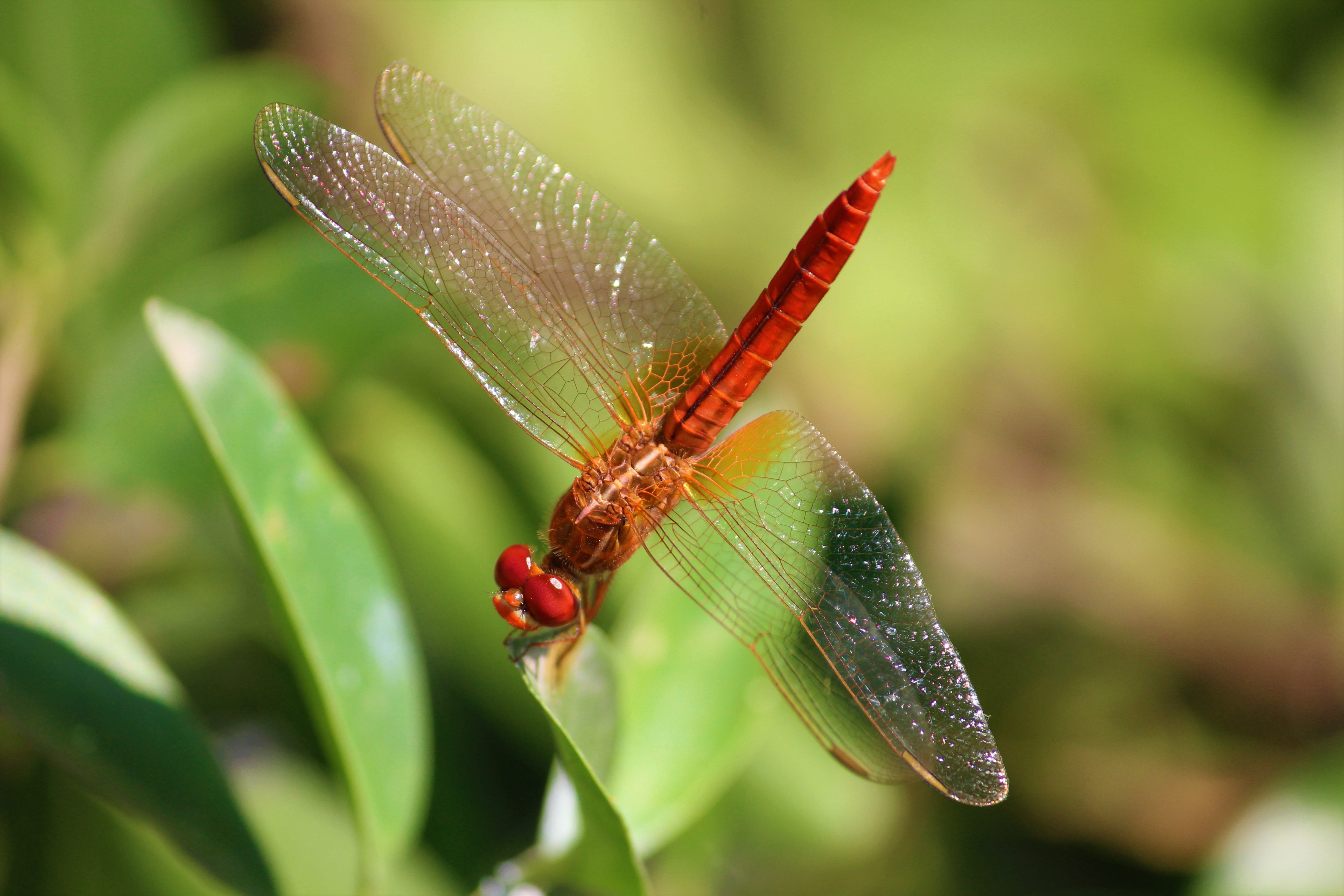 colorful, fly, ecology, species, photography, exotic, kingdom, plant, focus on foreground, life, dragonfly, animal, ecosystem, outdoor, anisoptera, arthropods, HD Wallpaper