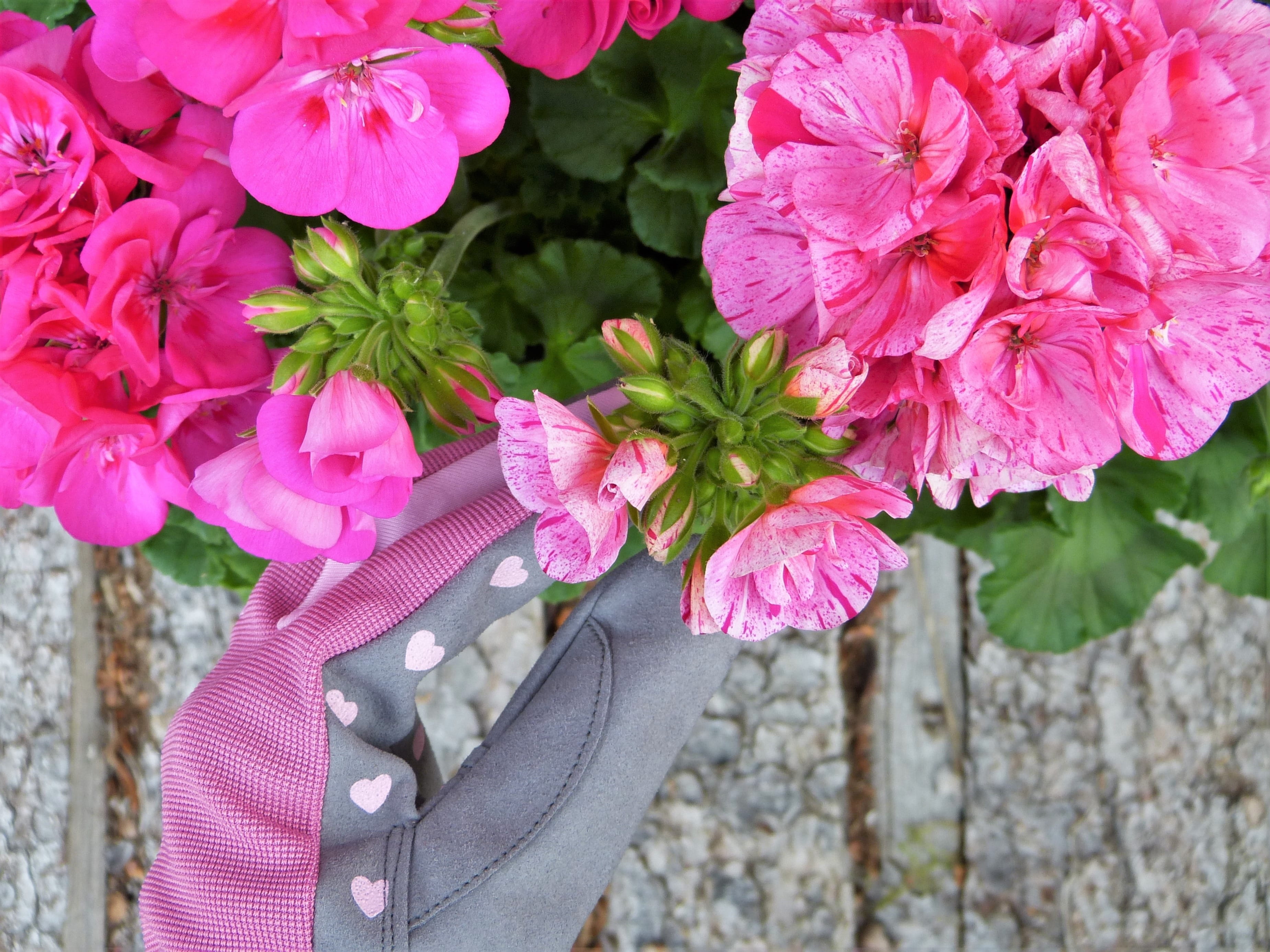 2K, fertilize, flowers, bouquet, human body part, flower arrangement, pink color, fragility, flower lovers, maintain, spring, gardening, pelargoniums, HD Wallpaper