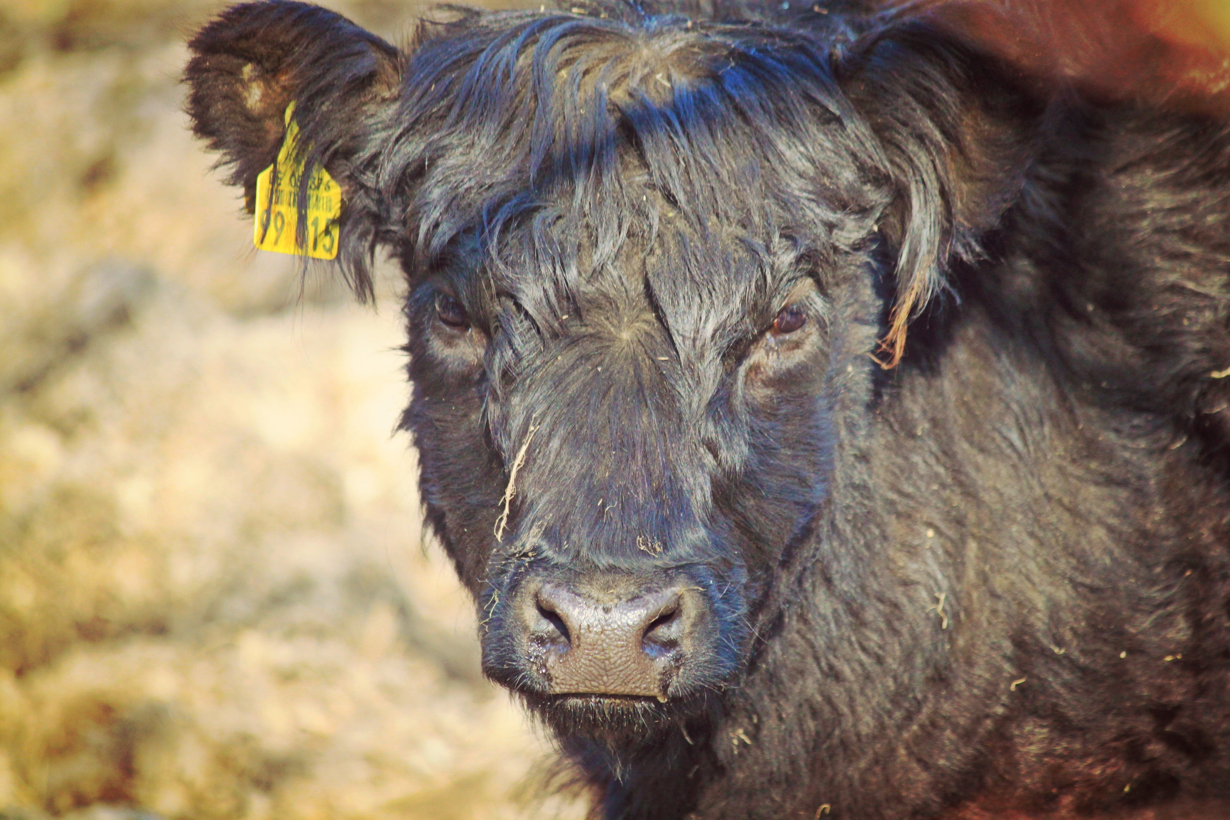 ruminant, domestic, focus on foreground, animal head, farm, agriculture, animal, day, view, beef, biological, looking at camera, fur, no people, weidetier, HD Wallpaper