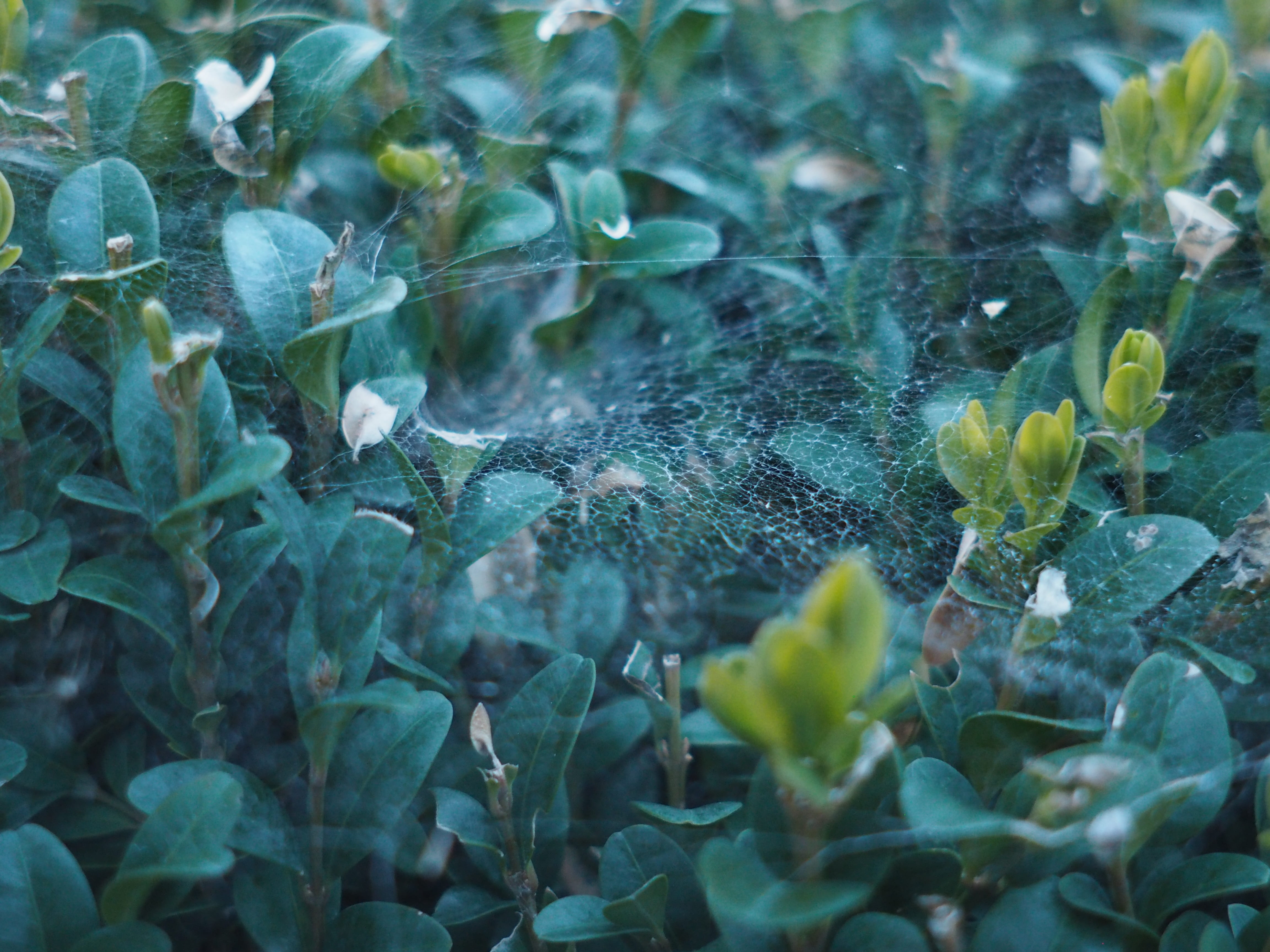 loneliness, freshness, vulnerability, gloomy, land, full frame, 4K, trist, leaf, plant part, scrub, cobweb, growth, dew, hedge, field, day, tranquility, HD Wallpaper