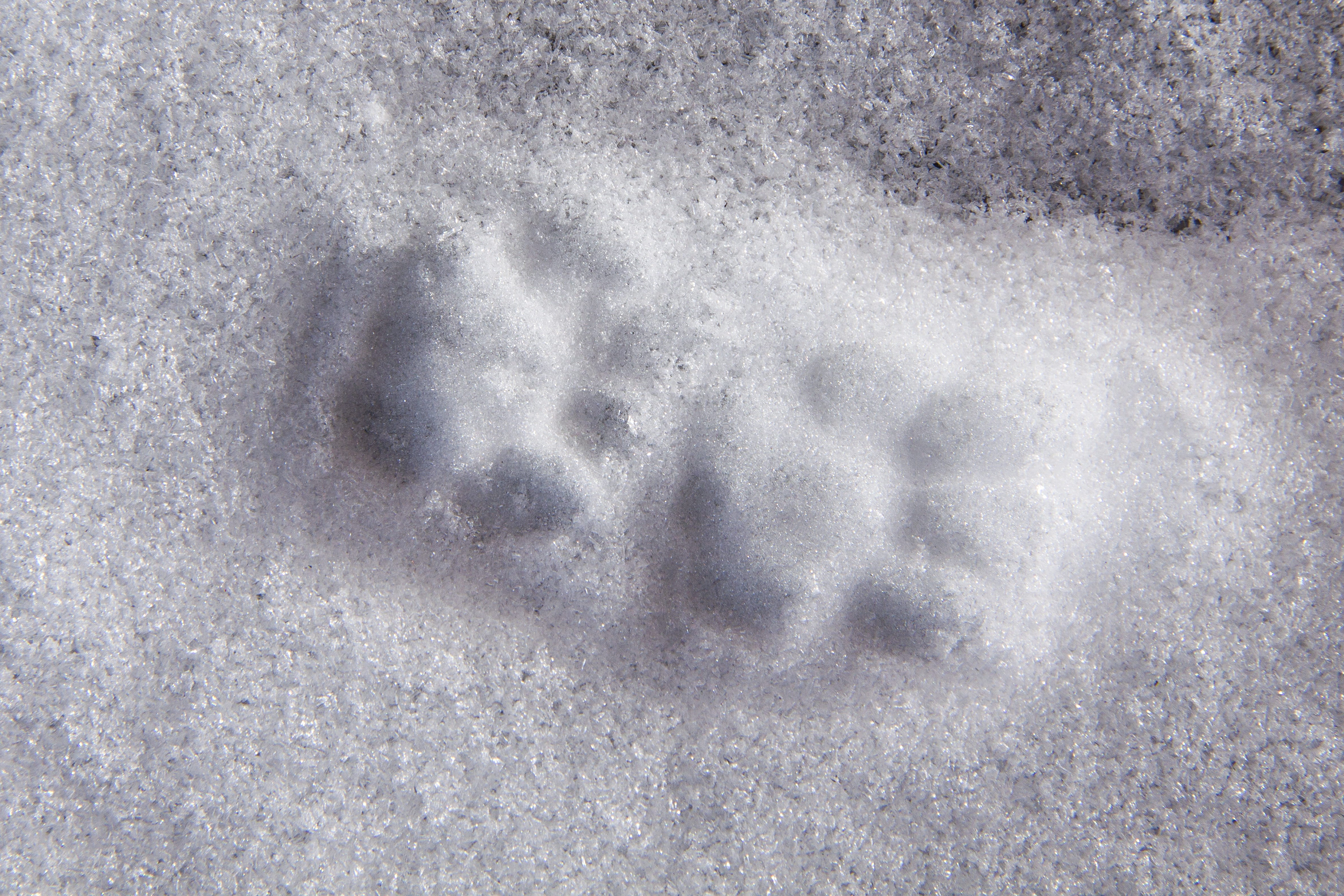 Paw, winter, print, paw print, Animal Track, land, Reprint, backgrounds, directly above, day, full frame, cold temperature, Snow, no people, pattern, weather, HD Wallpaper