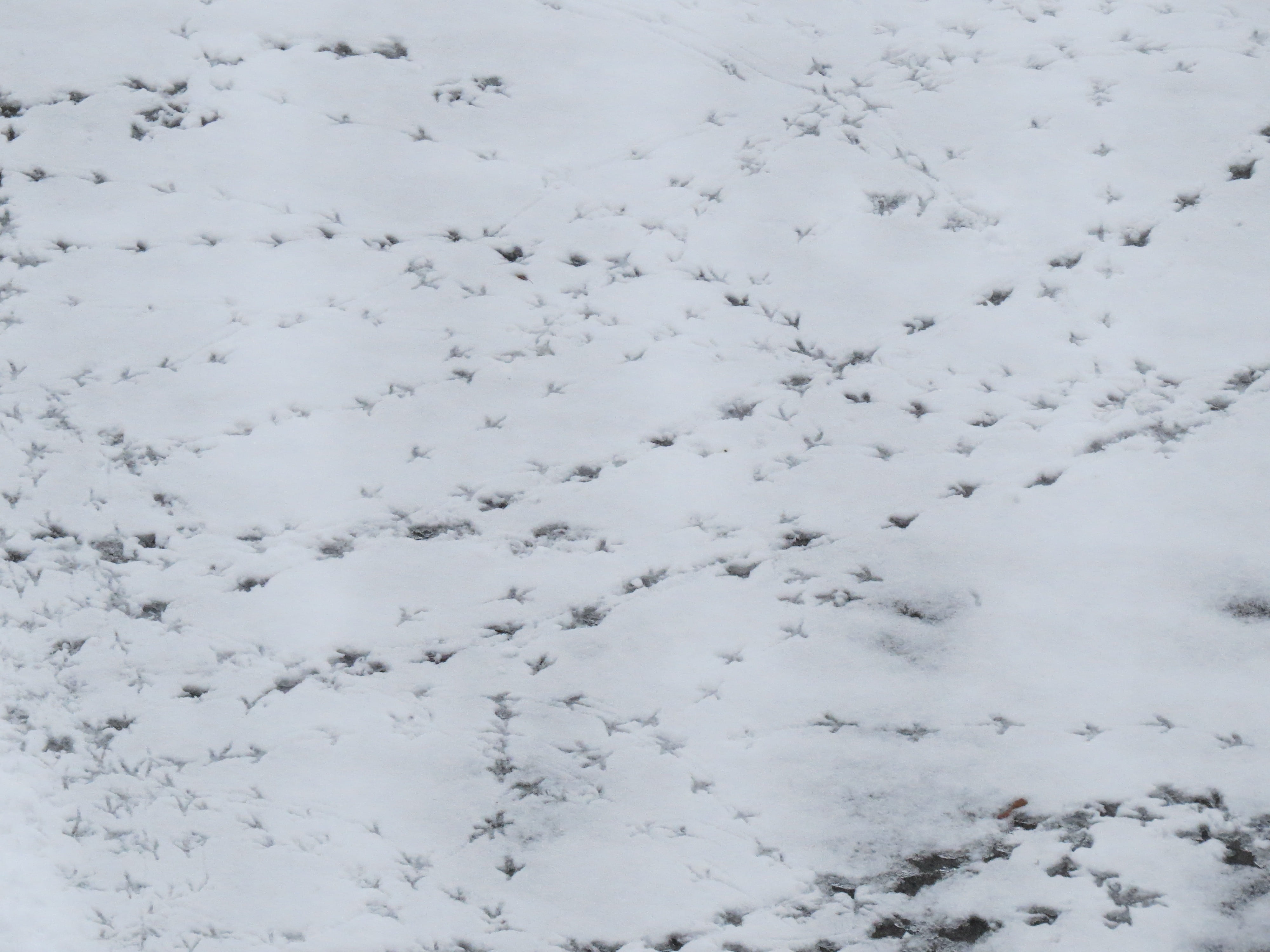 cold, full frame, nature, environment, bird tracks, white color, thawing, textured, covering, high angle view, scenics - nature, abstract, White, pattern, HD Wallpaper