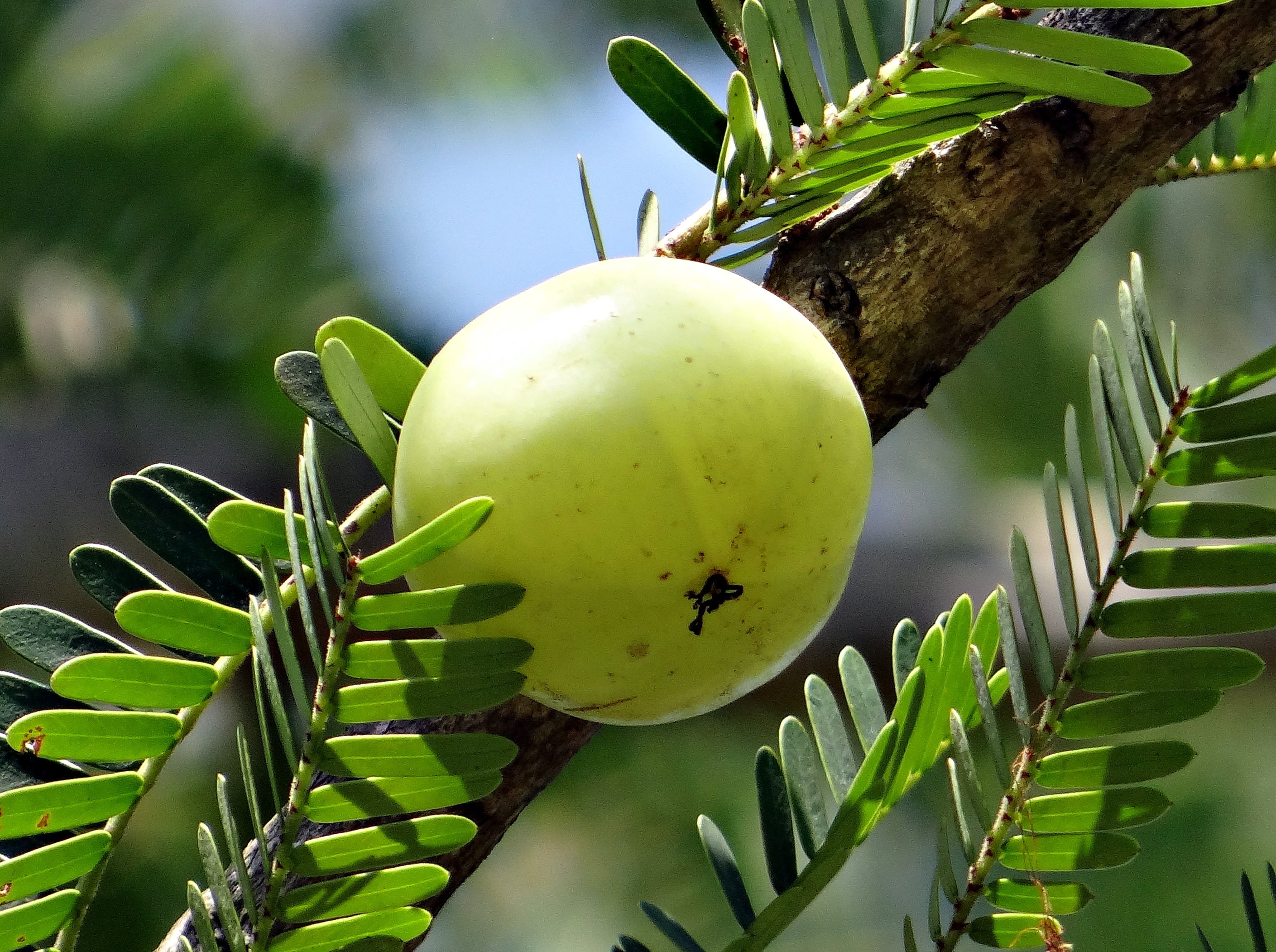 amalika, round, 2K, tree, freshness, india, food and drink, day, plant, close, green, focus on foreground, summer, branch, photography, nature, healthy eating, HD Wallpaper
