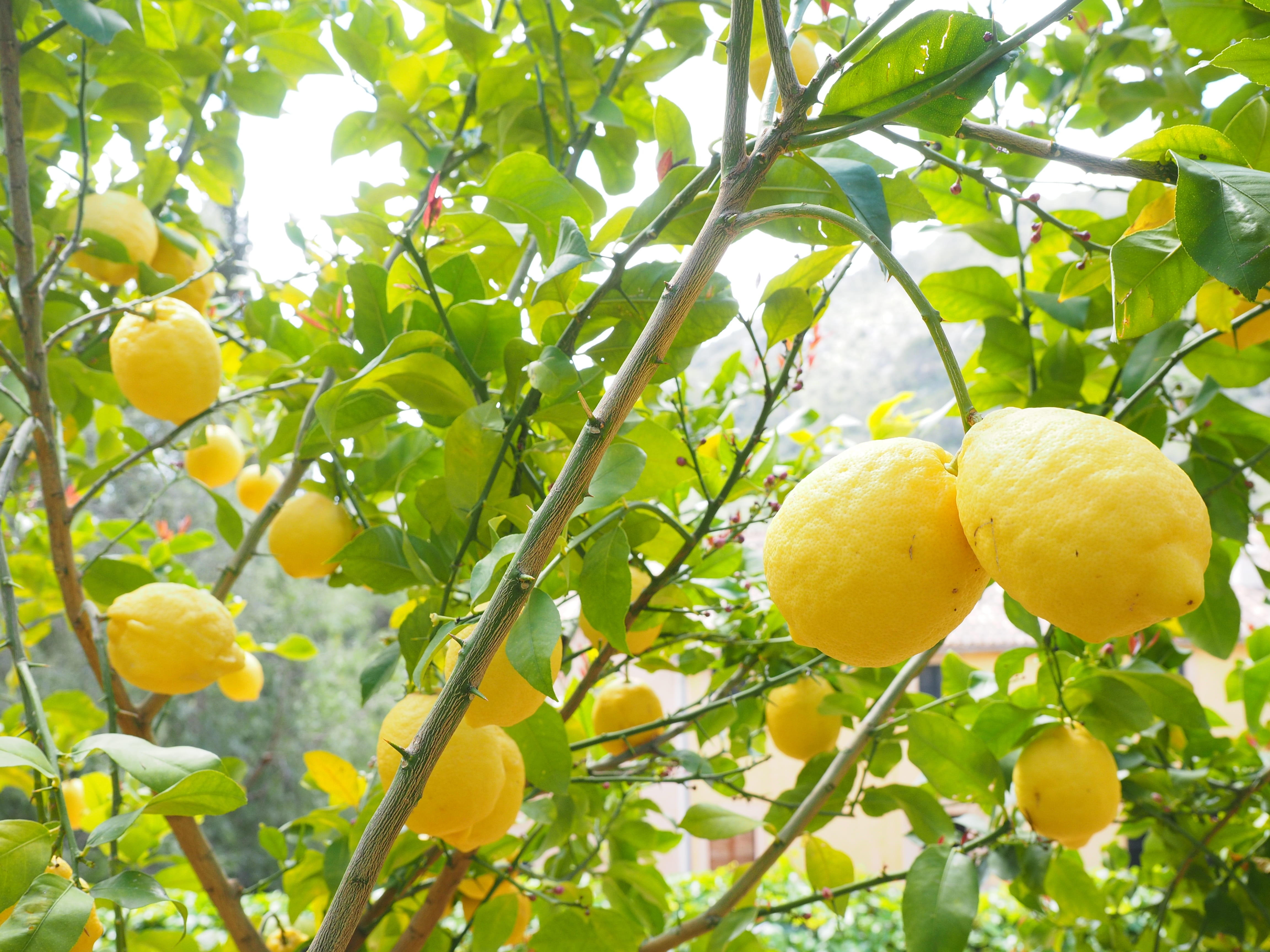growth, angle, plantation, healthy, fruity, fruit tree, depend, tropical fruit, citrus × limon, fruit, plant part, lemon, antioxidant, healthy eating, citrus fruit, HD Wallpaper