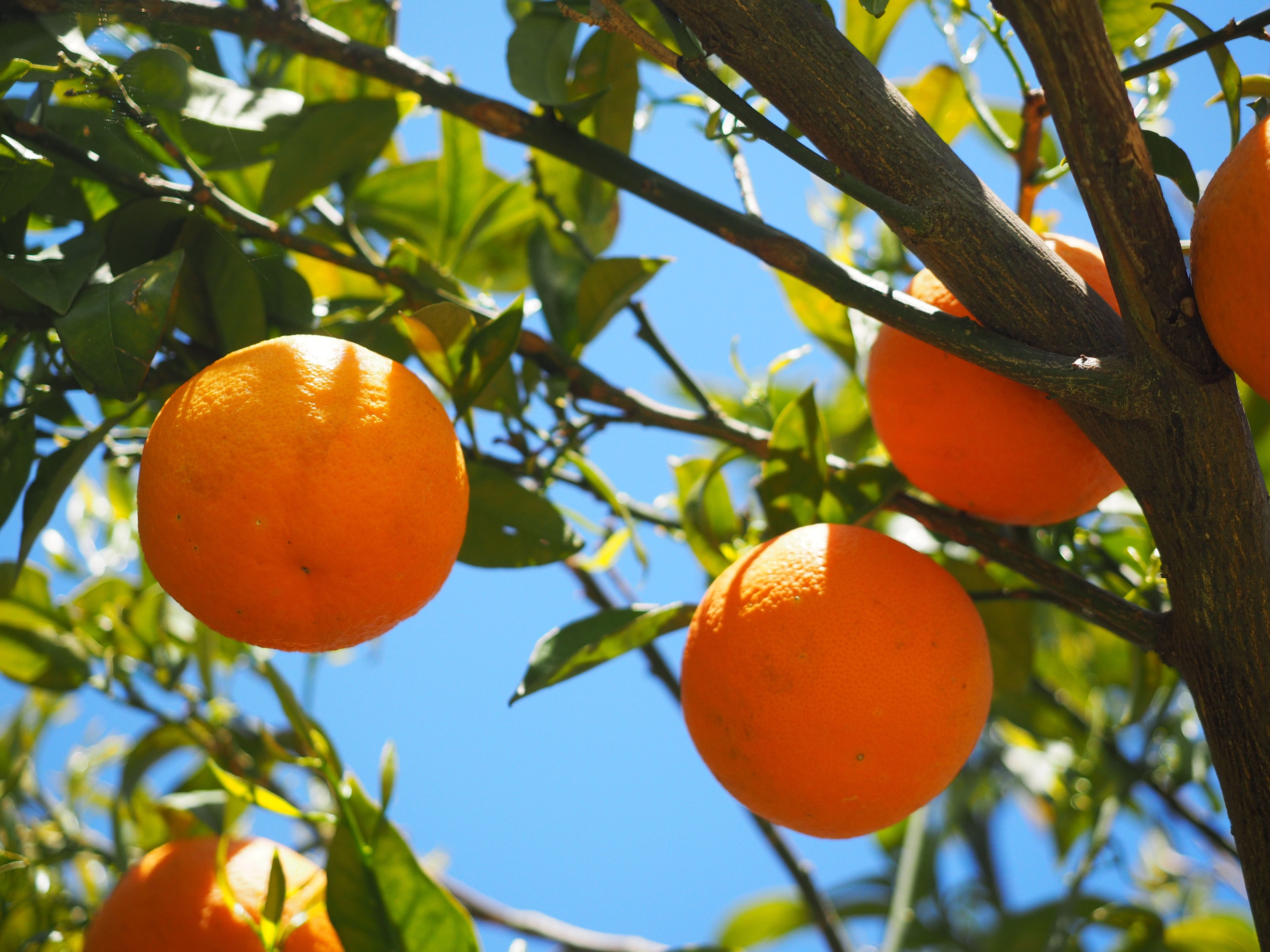 branch, plant part, vitamin c, orange tree, tropical fruit, periwinkle, summer, orange - fruit, nature, tree, outdoors, no people, about, sweet, citrus fruits, HD Wallpaper