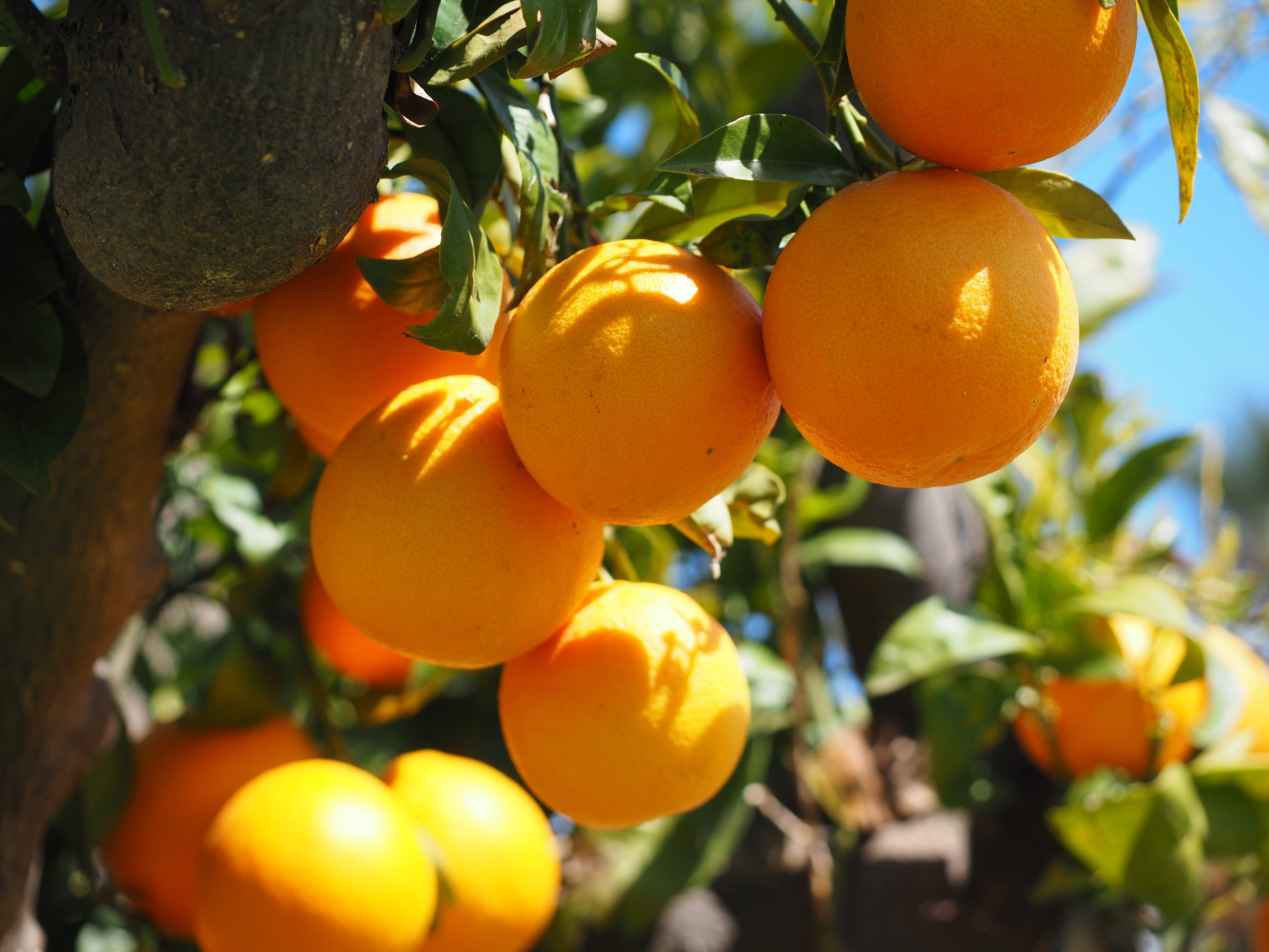 growth, vitamins, outdoors, orange, oranges, citrus fruits, orange - fruit, healthy, about, foliage, fruity, wellbeing, vitamin c, bush, mediterranean, HD Wallpaper