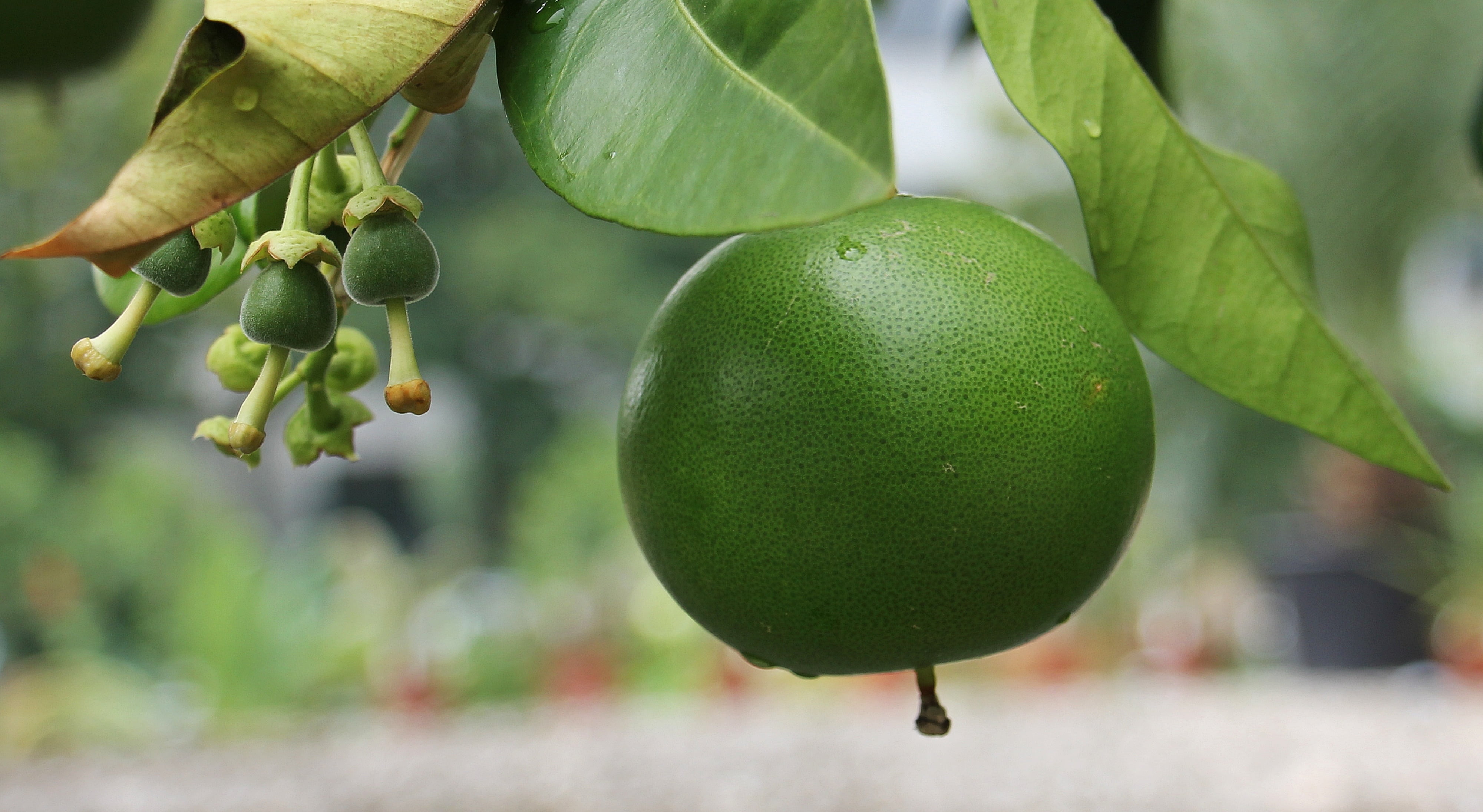 selective, bless you, no people, fruit, plant, agriculture, eat, focus on foreground, citrus Fruit, leaf, food, bud, branch, focus, hanging, healthy, delicious, HD Wallpaper